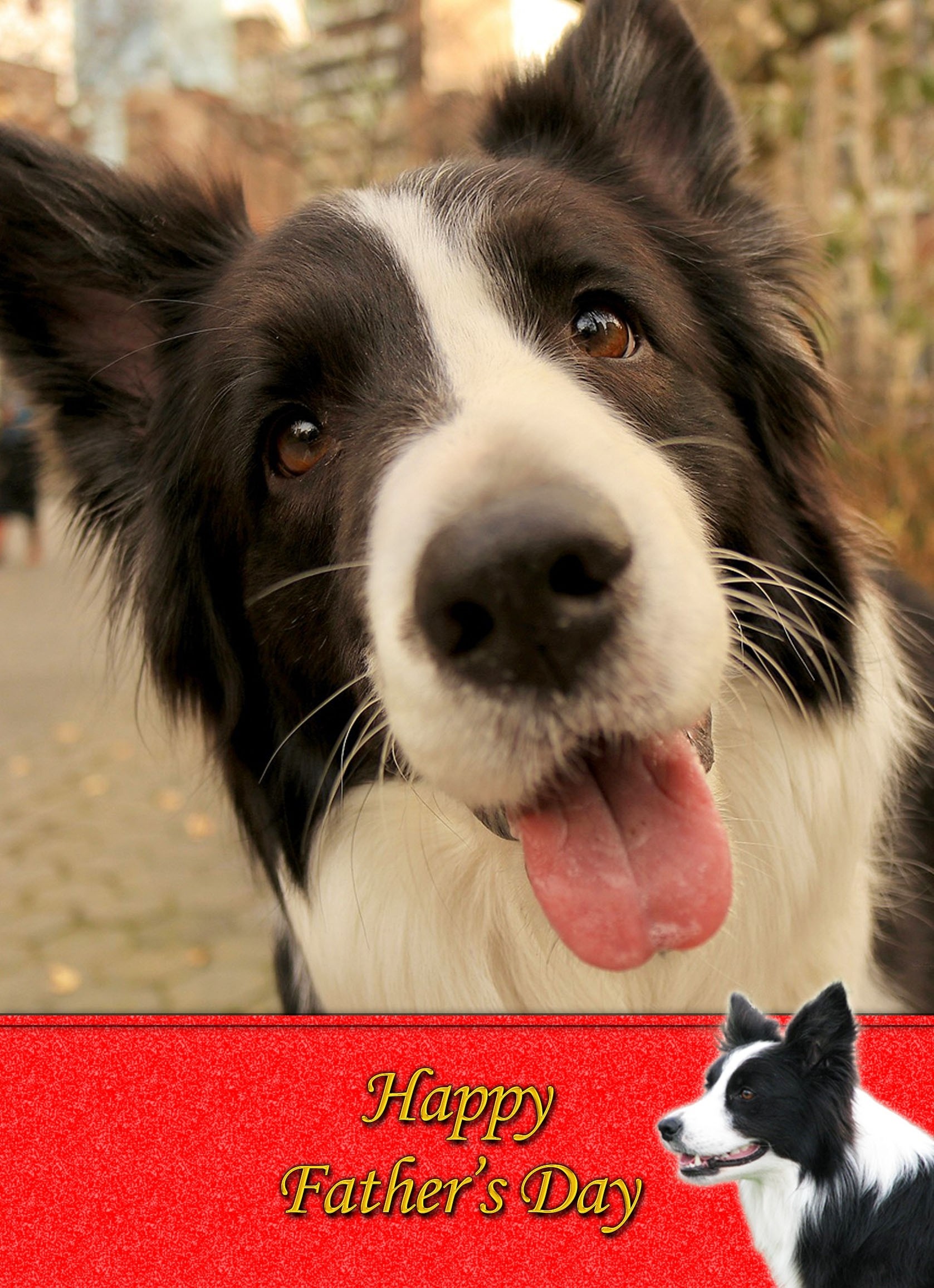 Border Collie Dog Father's day card