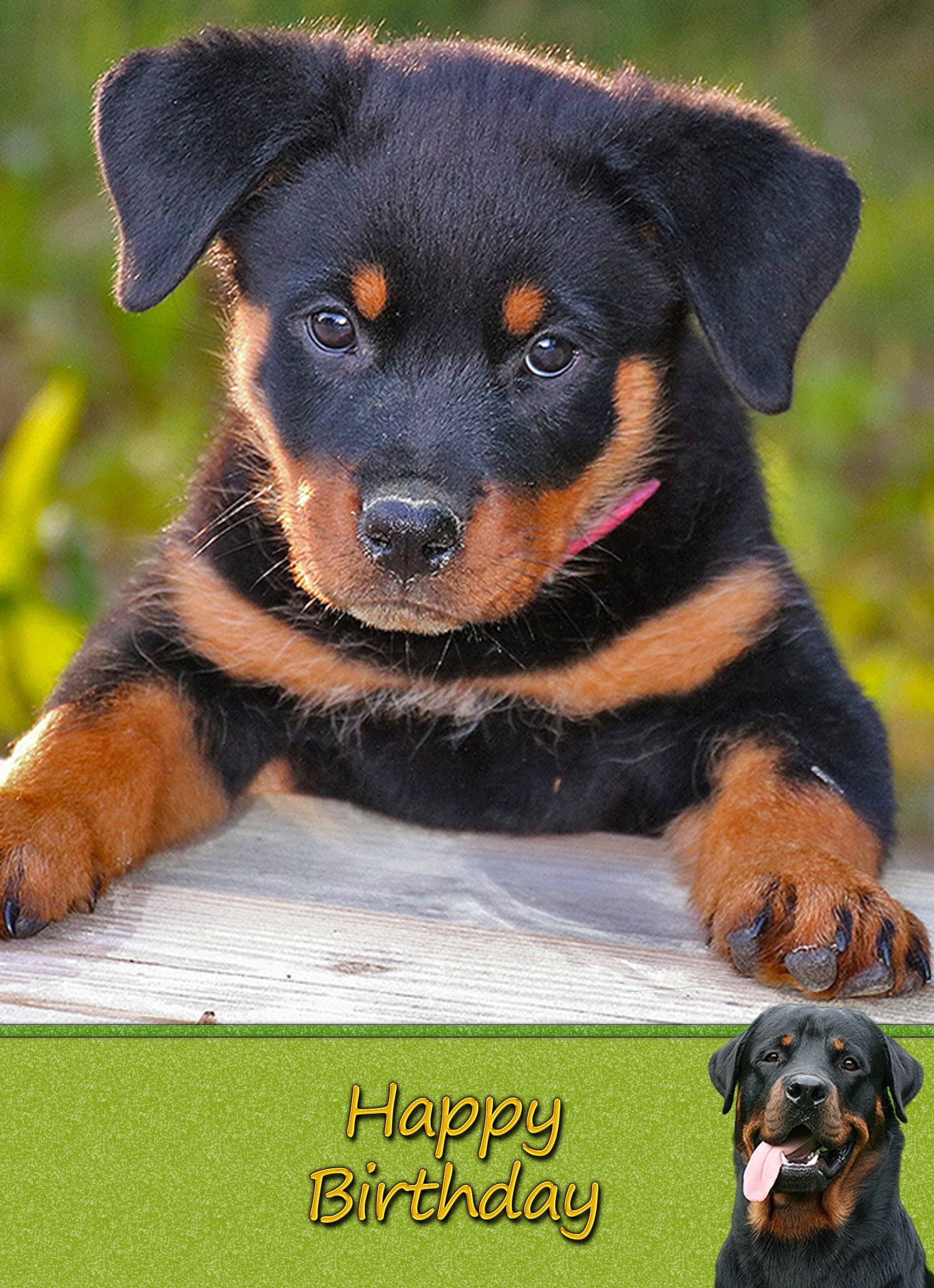 Rottweiler Dog Birthday Card
