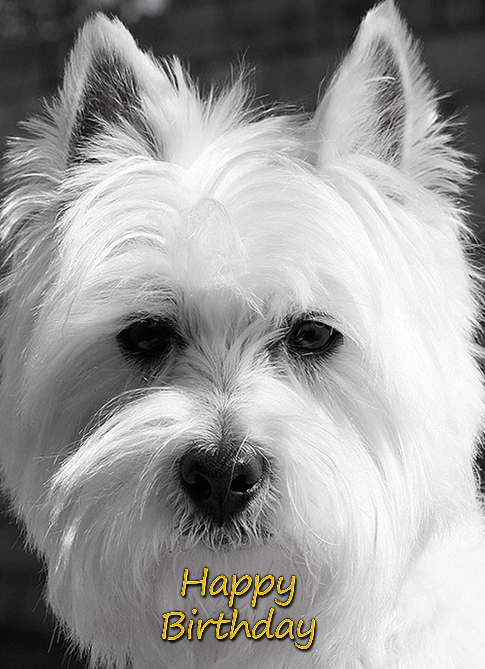West Highland Terrier Birthday Card