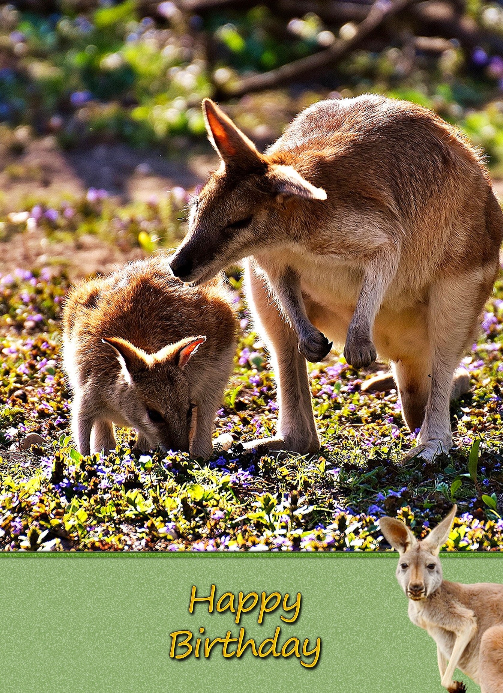 Kangaroo Birthday Card