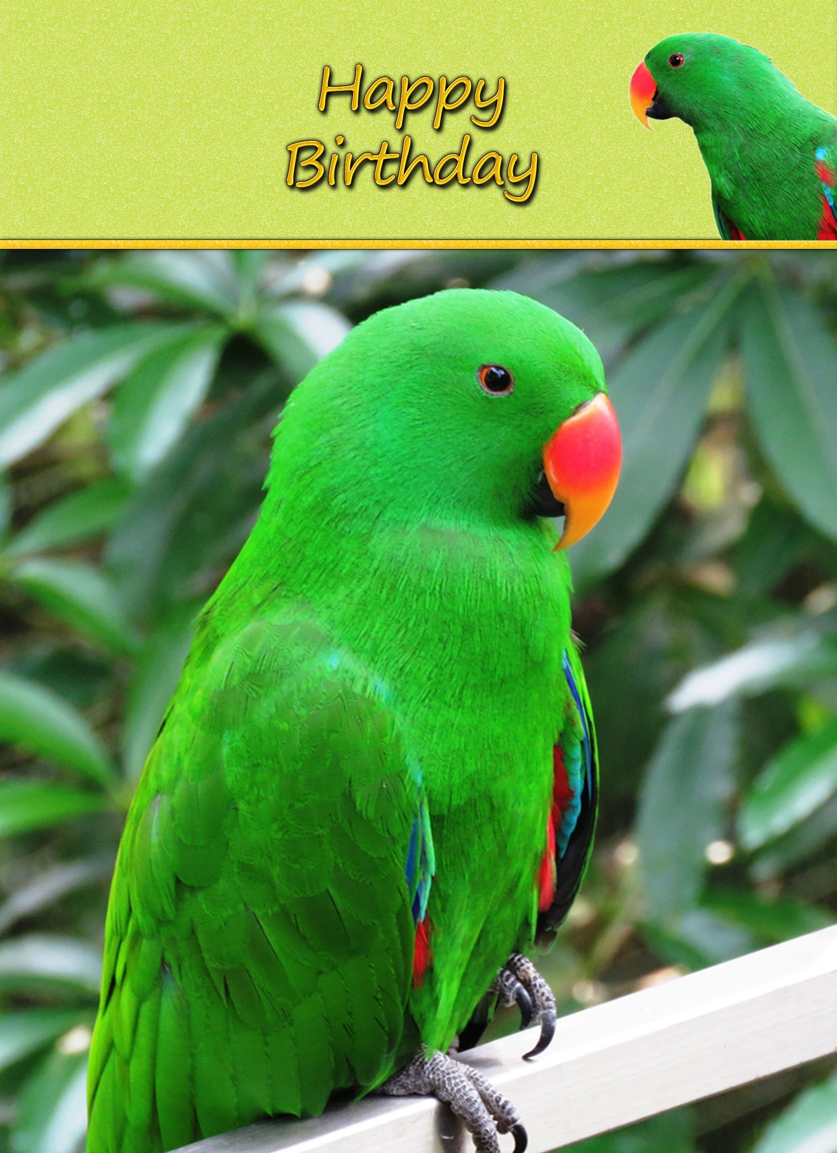 Parrot Birthday Card