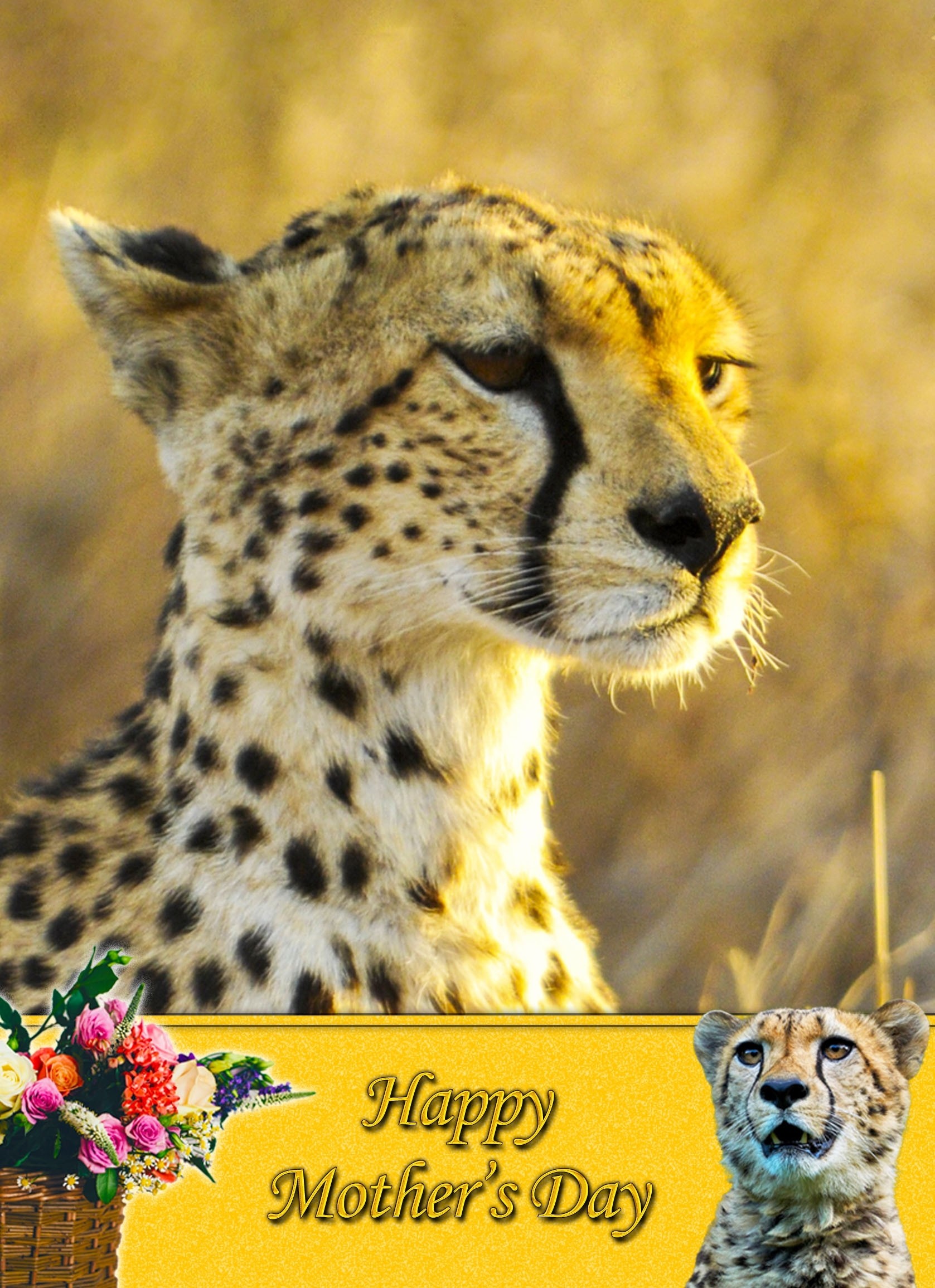 Cheetah Mother's Day Card