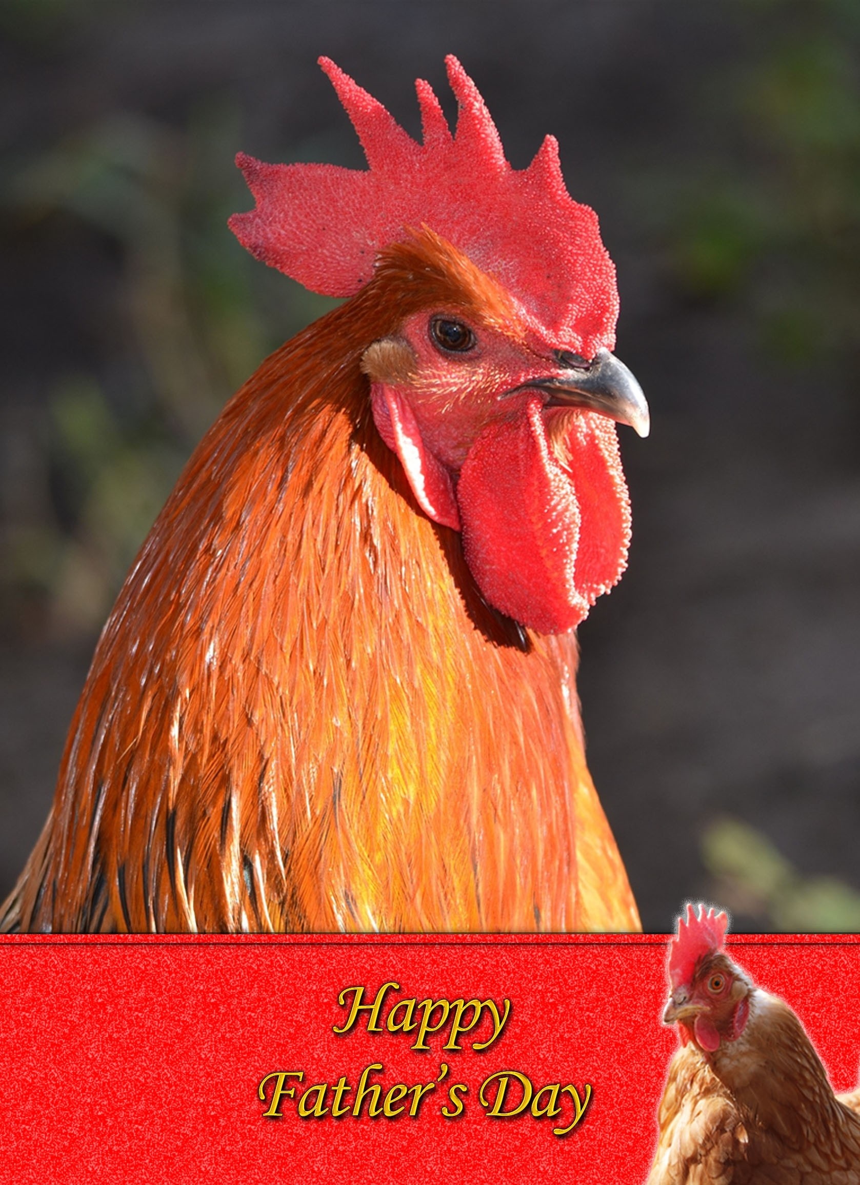 Chicken Father's Day Card