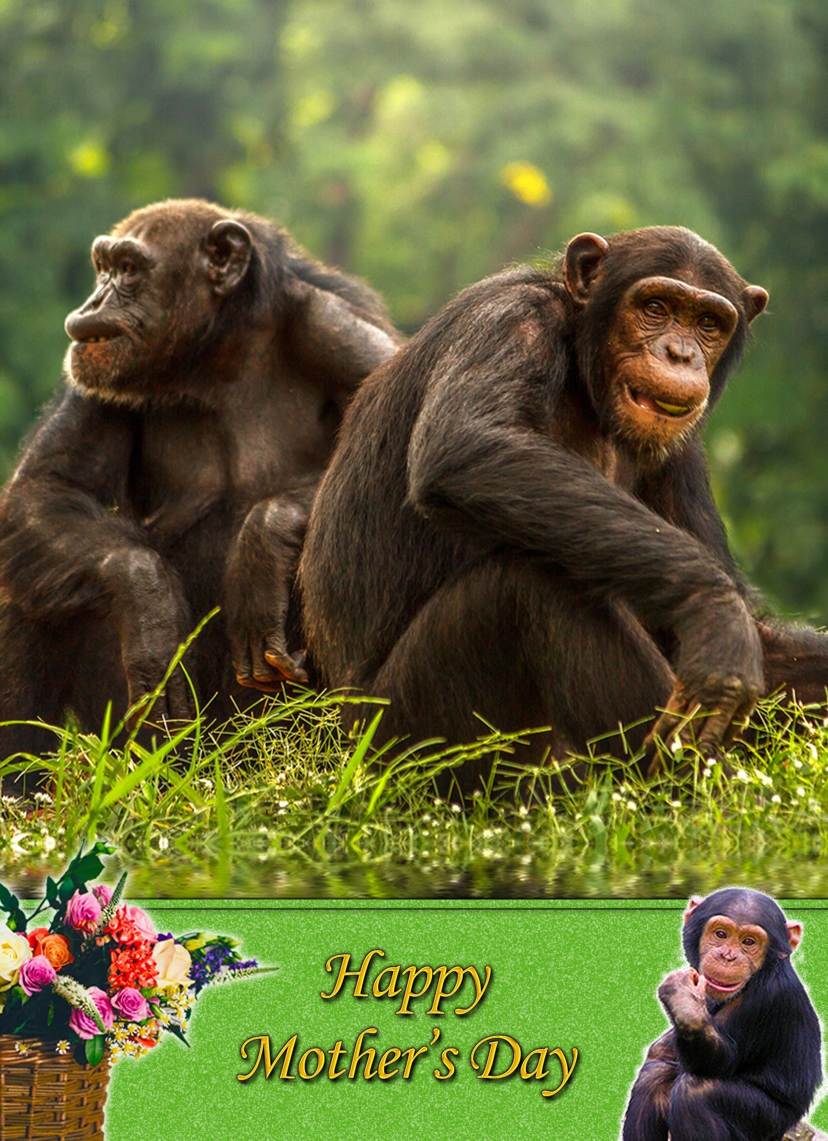 Chimpanzee Mother's Day Card