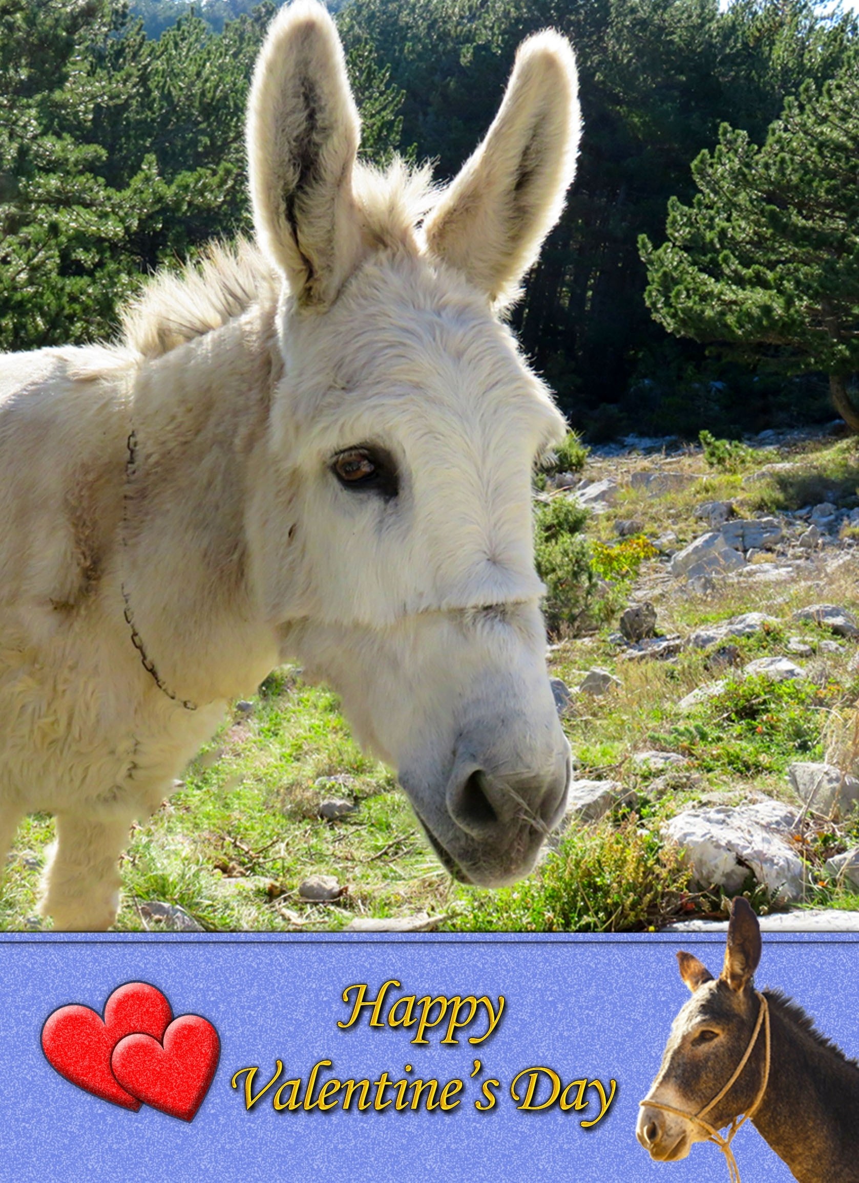 Donkey Valentine's Day Card