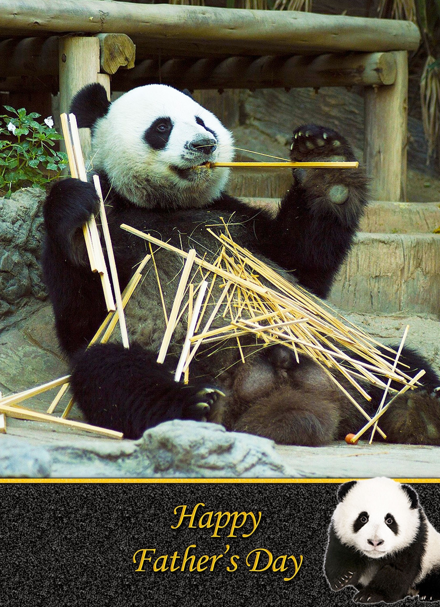 Panda Father's Day Card