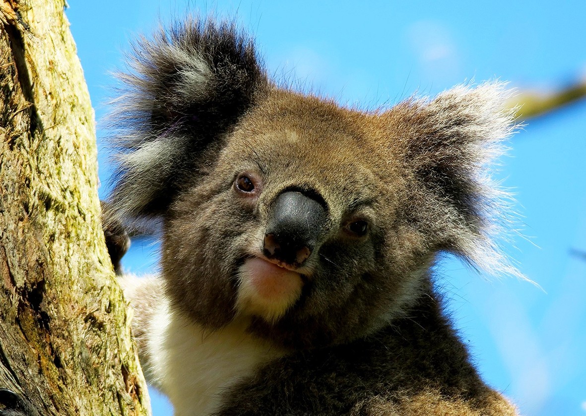 Koala Bear Greeting Card
