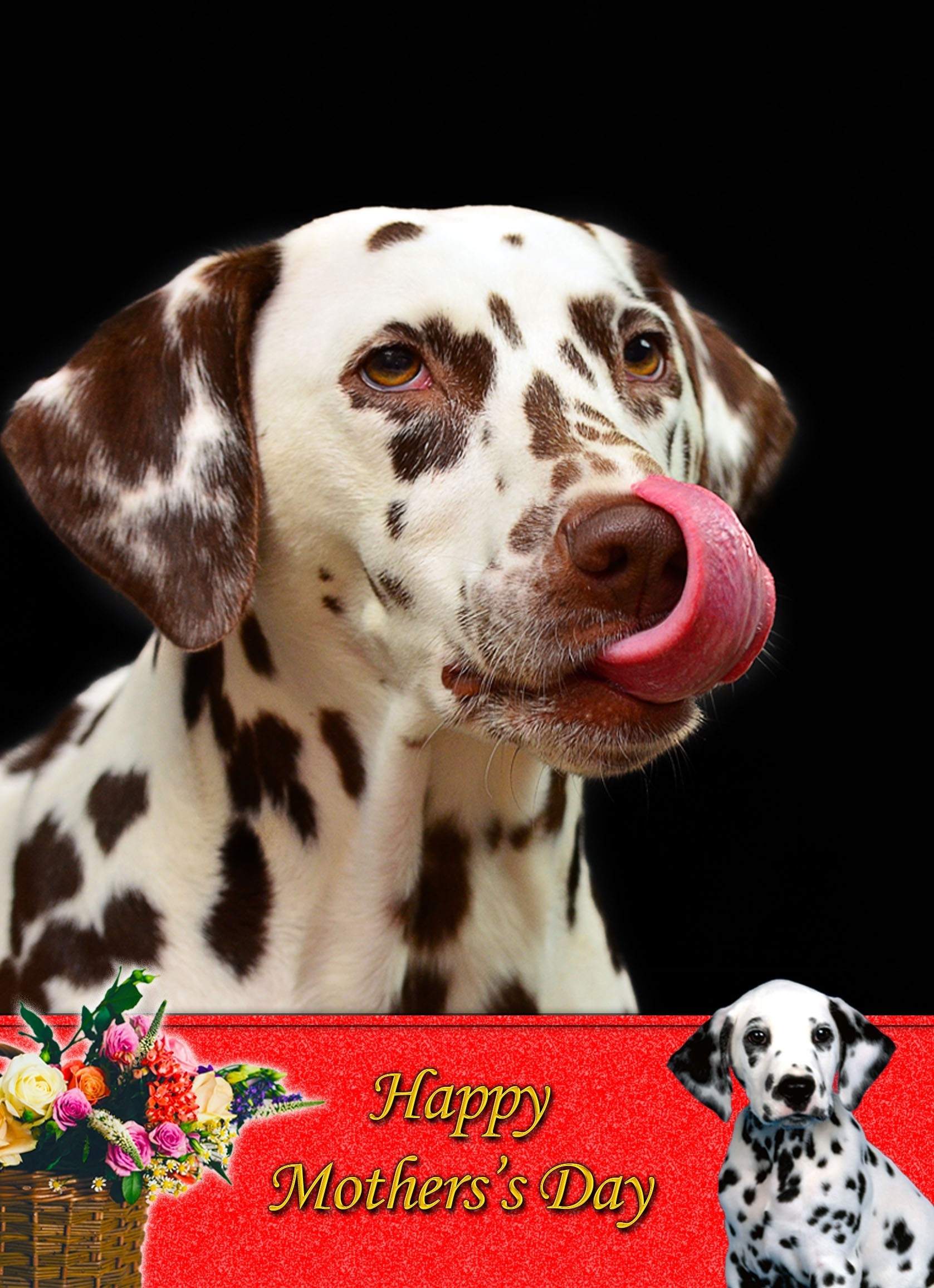 Dalmatian Mother's Day Card