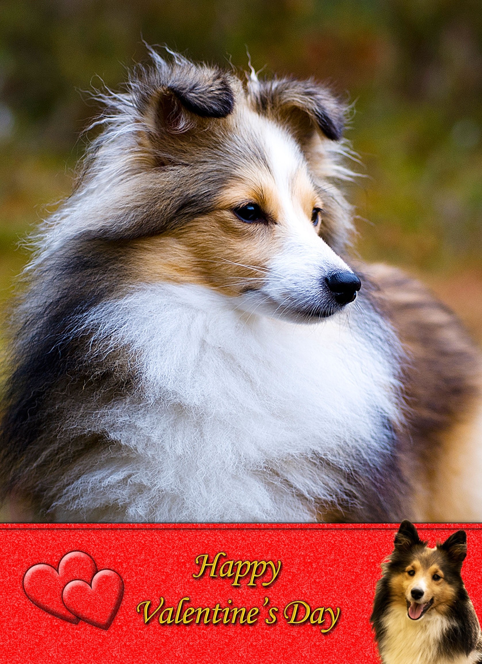 Shetland Sheepdog Valentine's Day Card