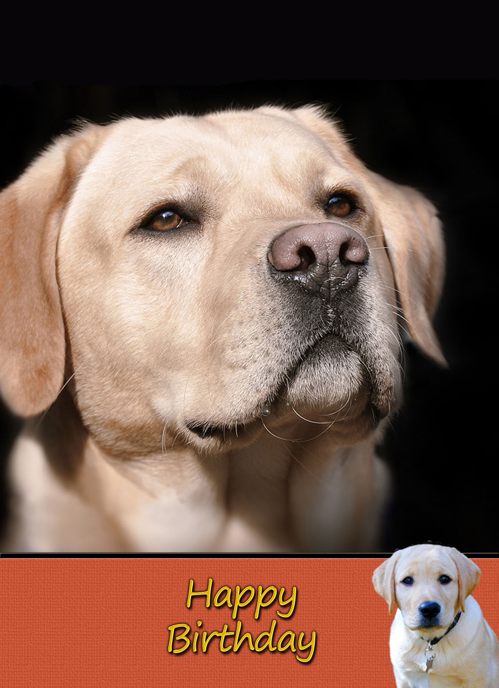Golden Labrador Dog Birthday Card