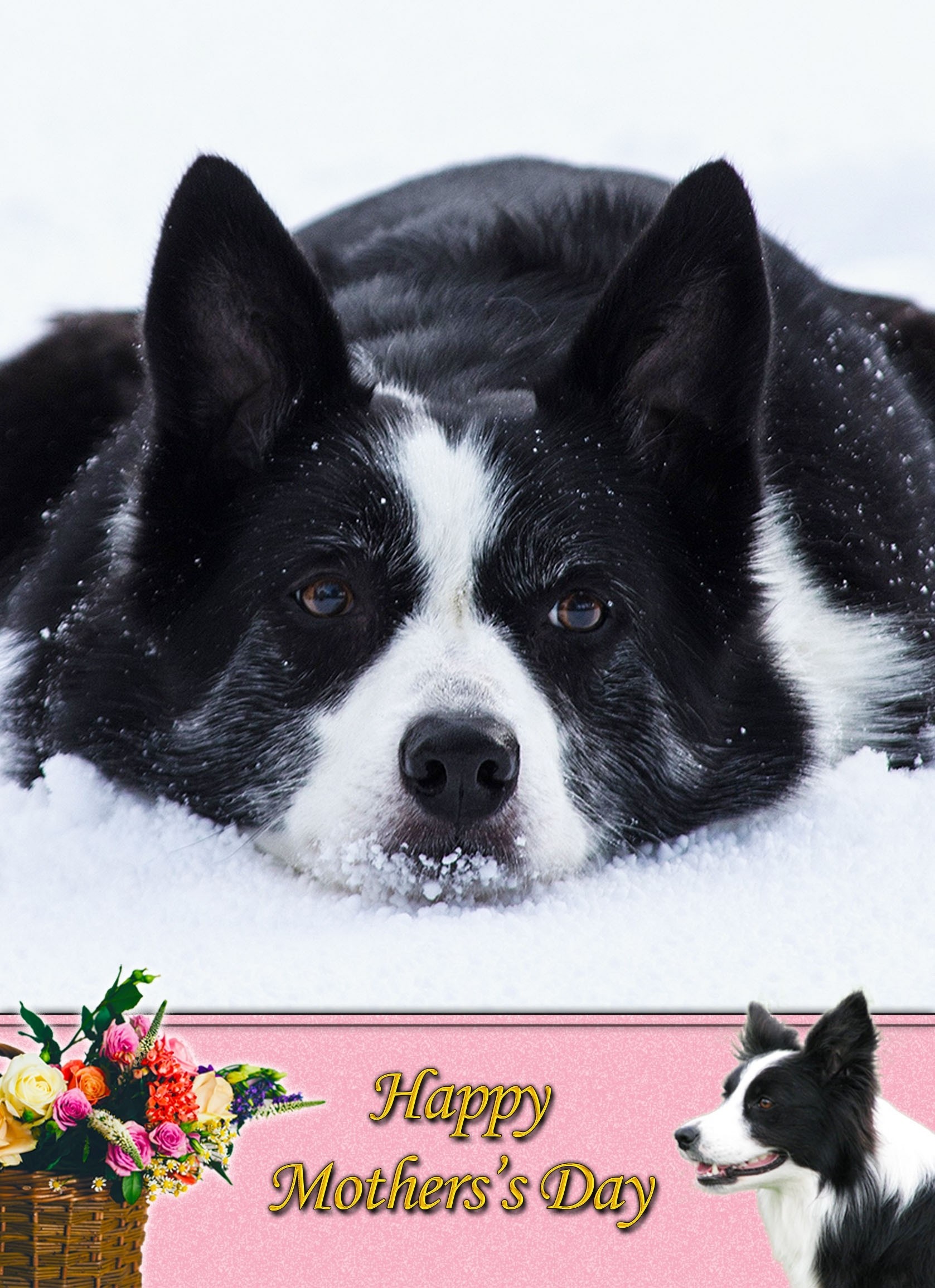 Border Collie Mother's Day Card