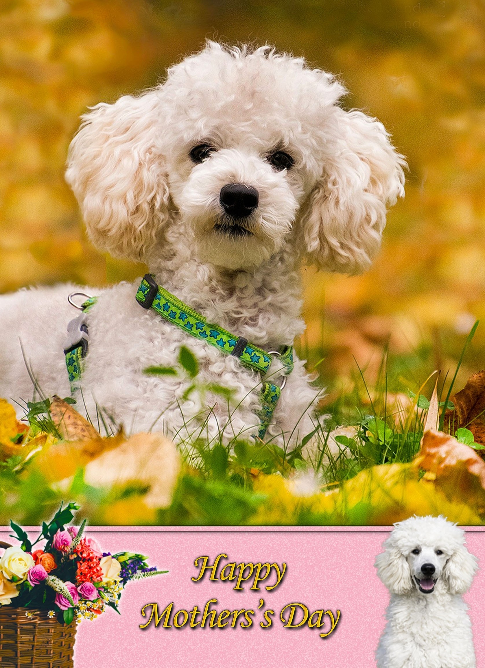 Poodle Mother's Day Card