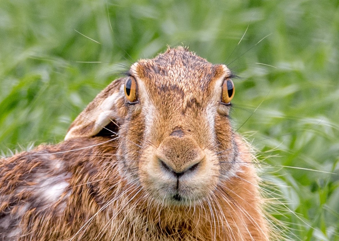 Hare Greeting Card