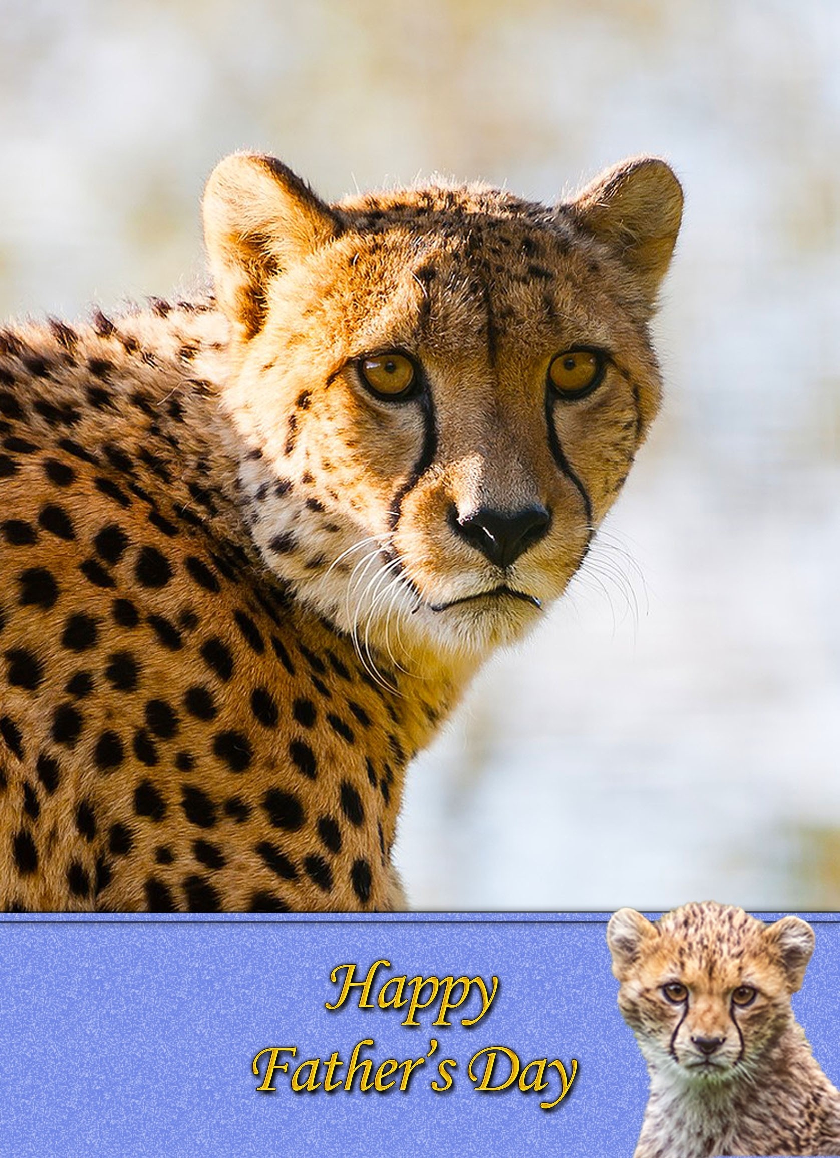 Cheetah Father's Day Card