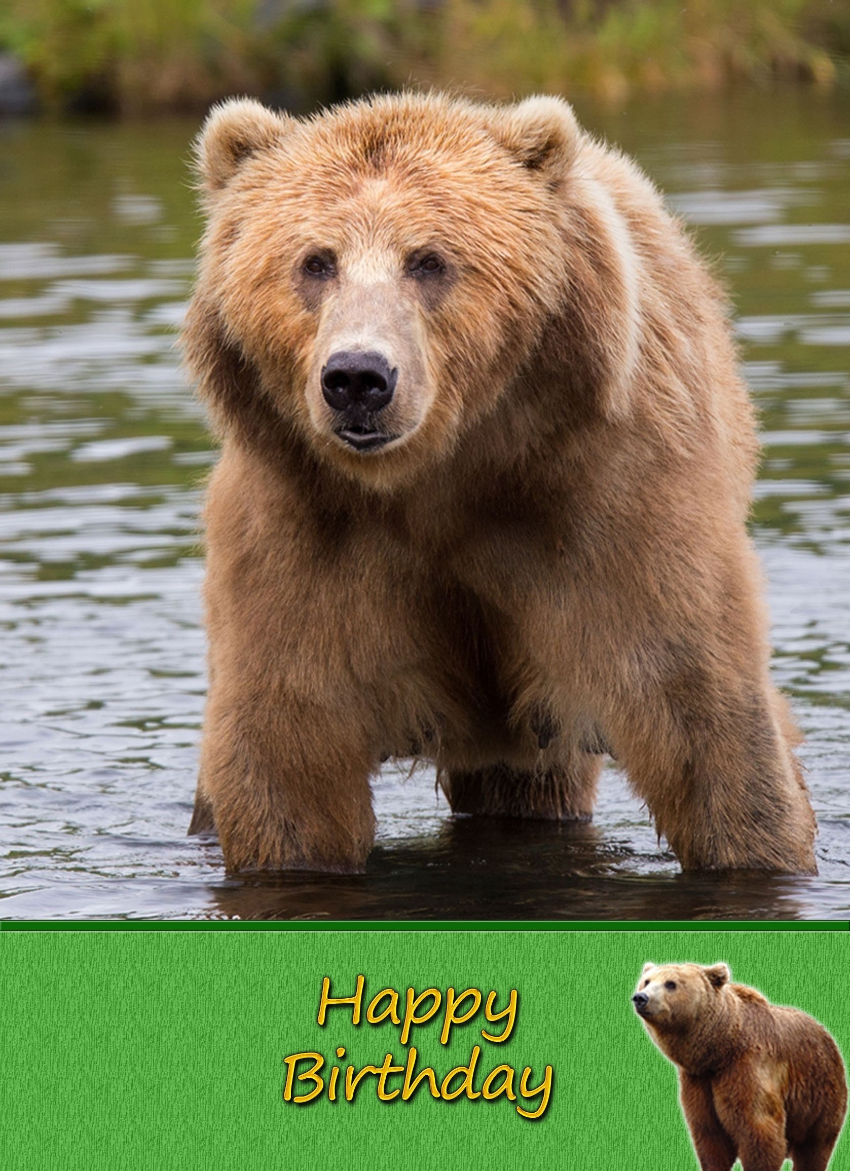 Grizzly Bear Birthday Card