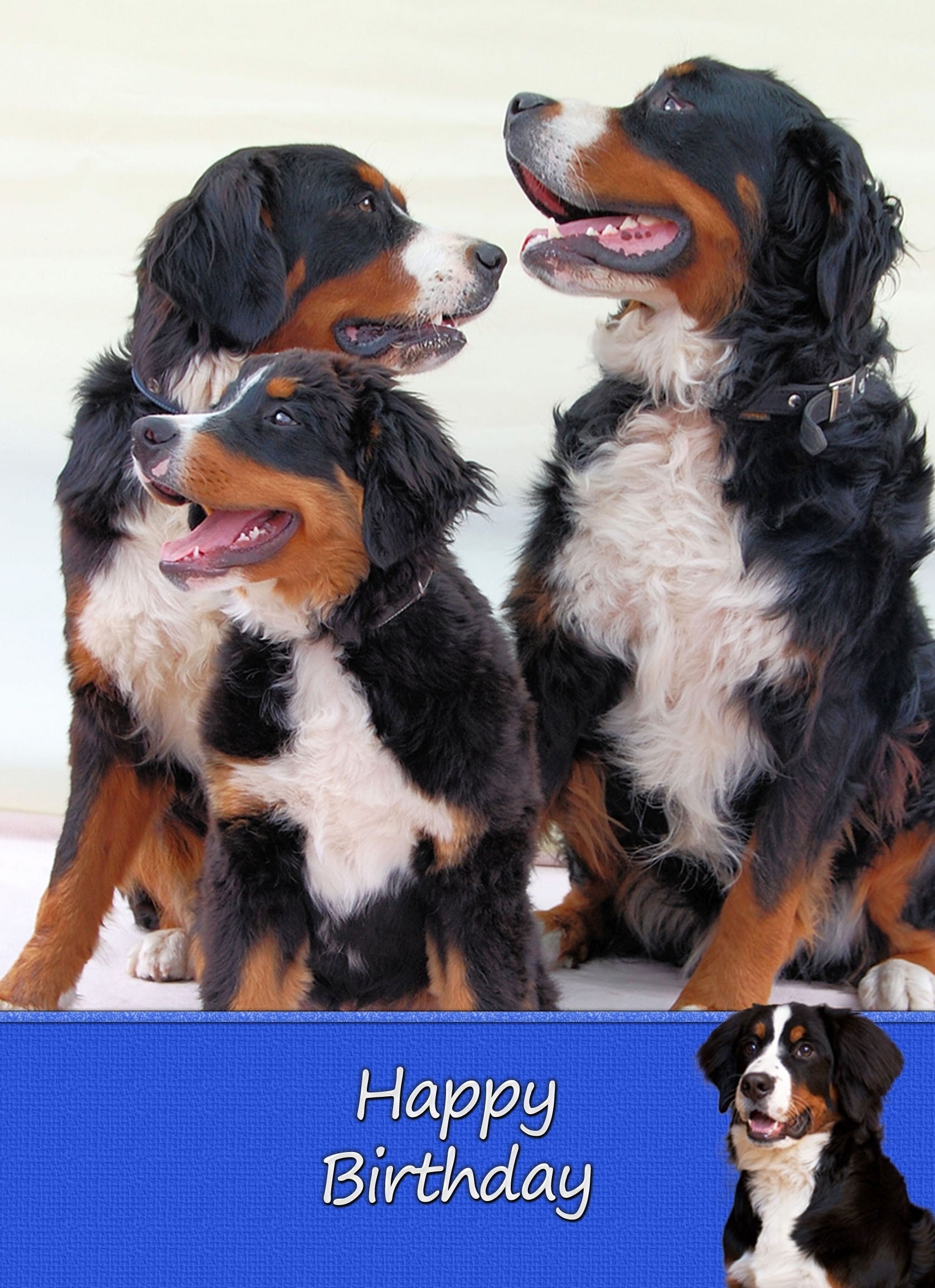 Bernese Mountain Dog Birthday Card