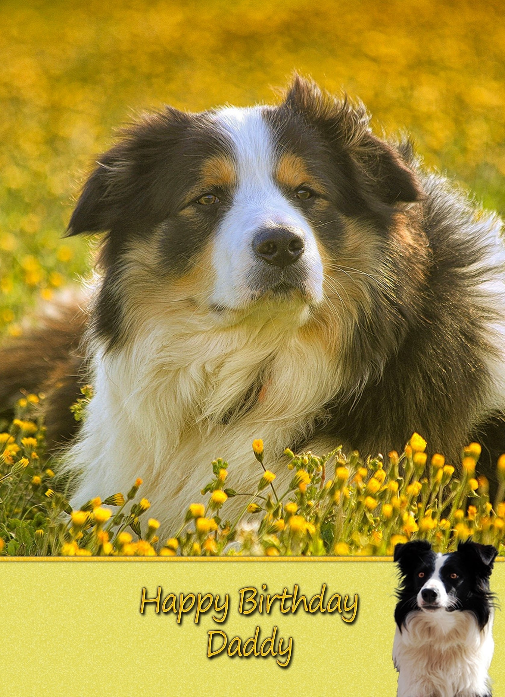 Personalised Border Collie Card