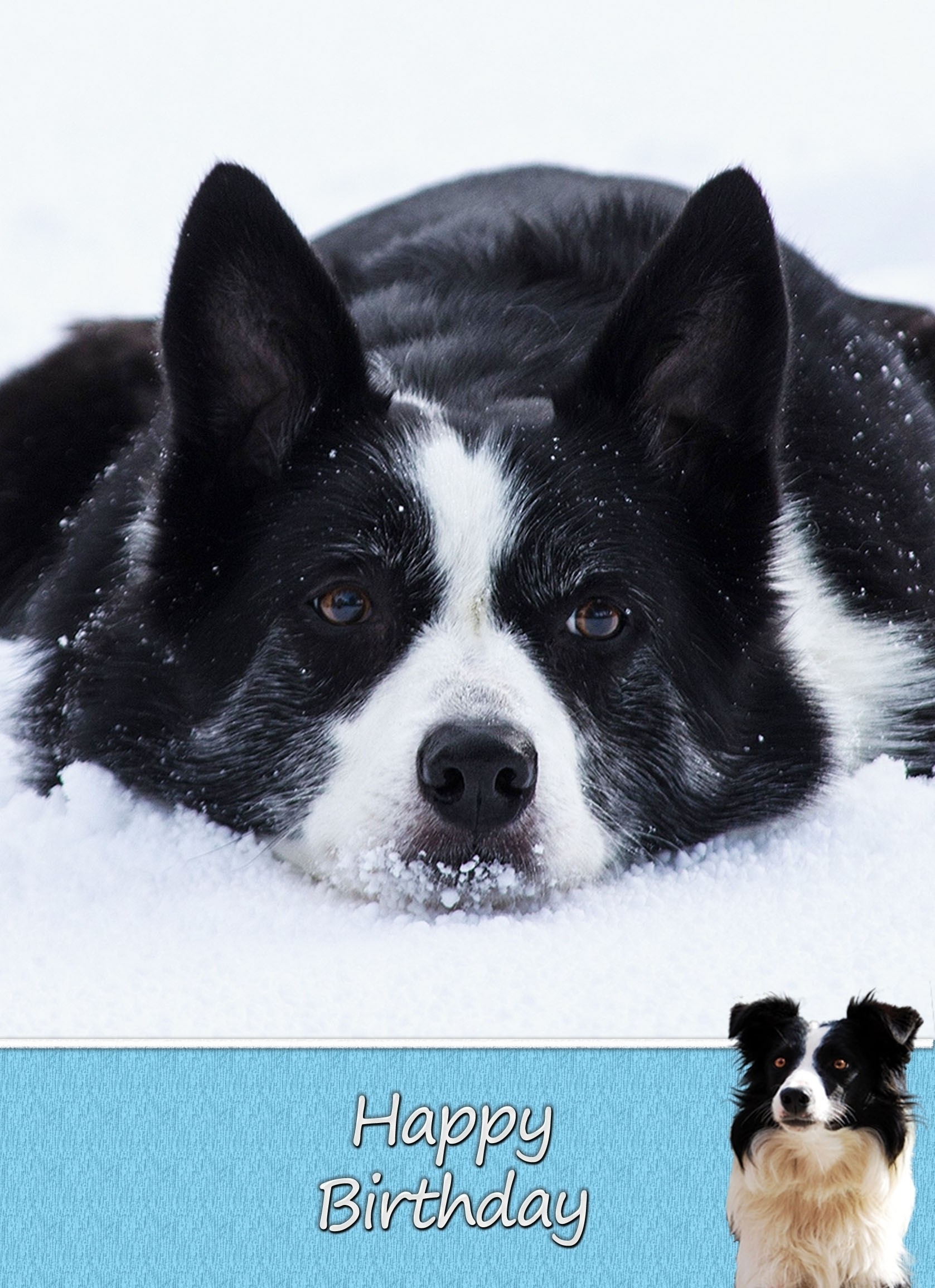 Border Collie Dog Birthday Card