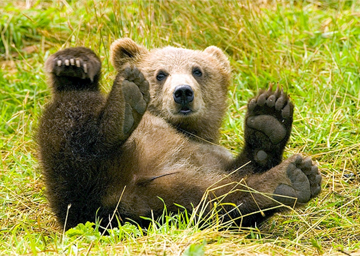 Bear Greeting Card