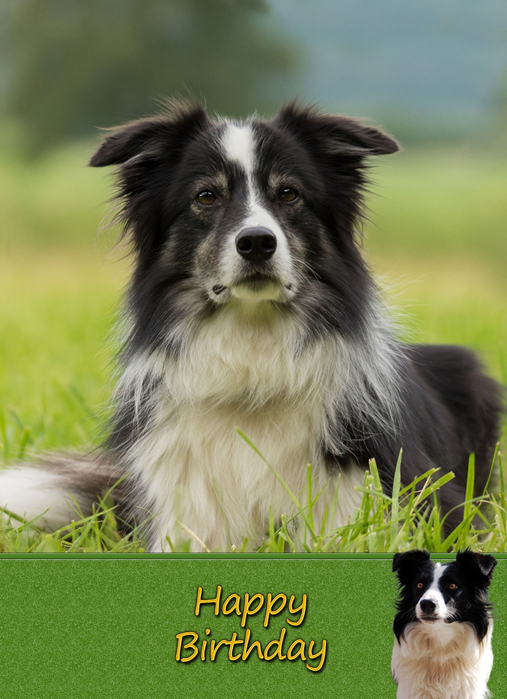 Border Collie Dog Birthday Card