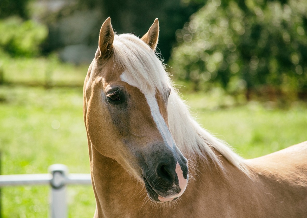 Horse Greeting Card