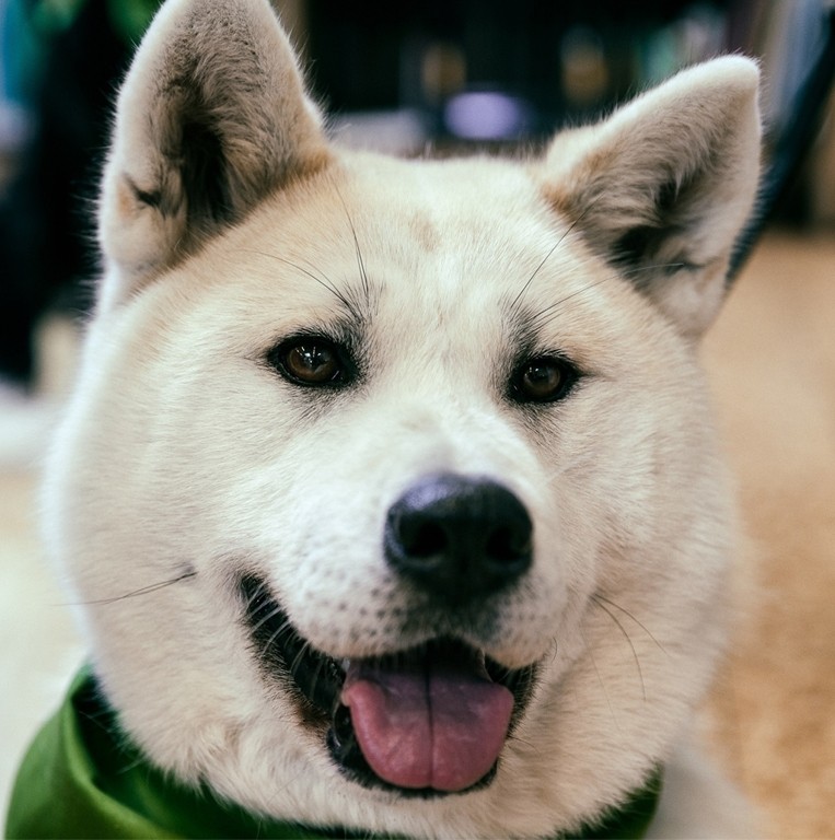Akita Dog Greeting Card