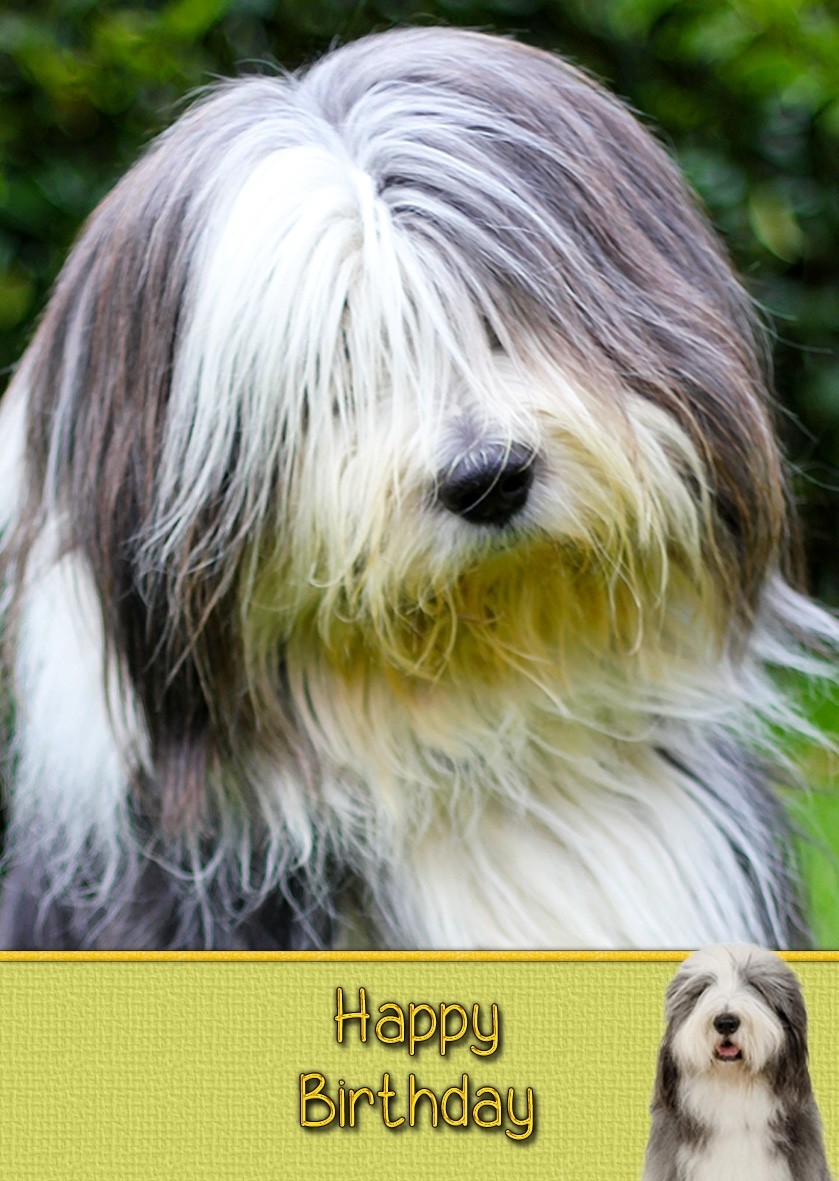 Bearded Collie Dog Birthday Card