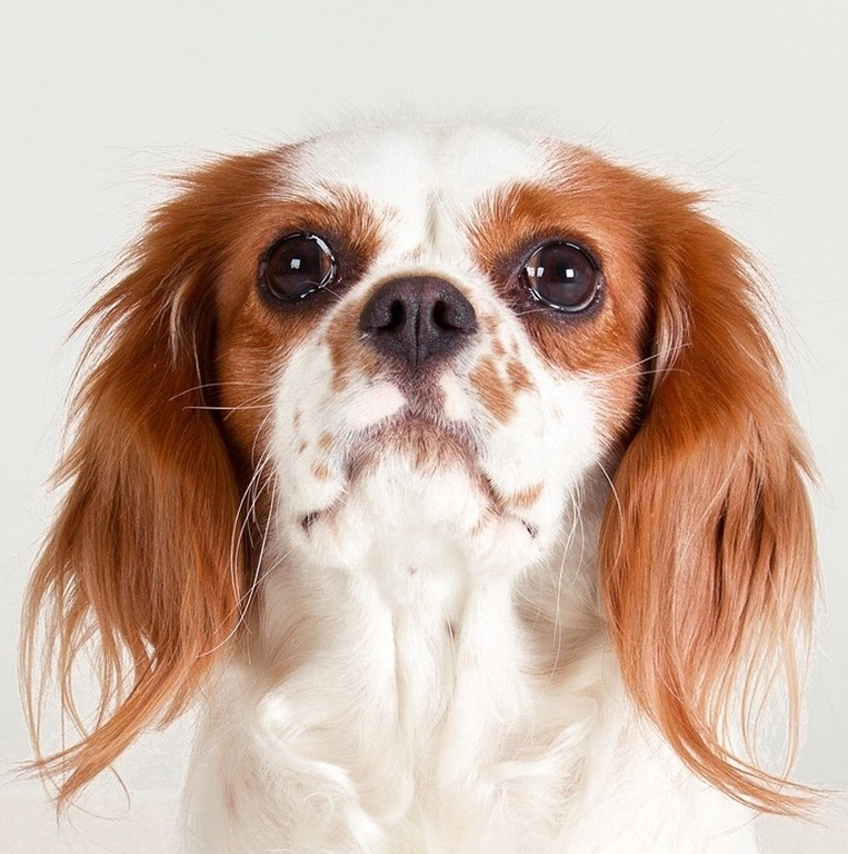 Cavalier King Charles Spaniel Dog Greeting Card