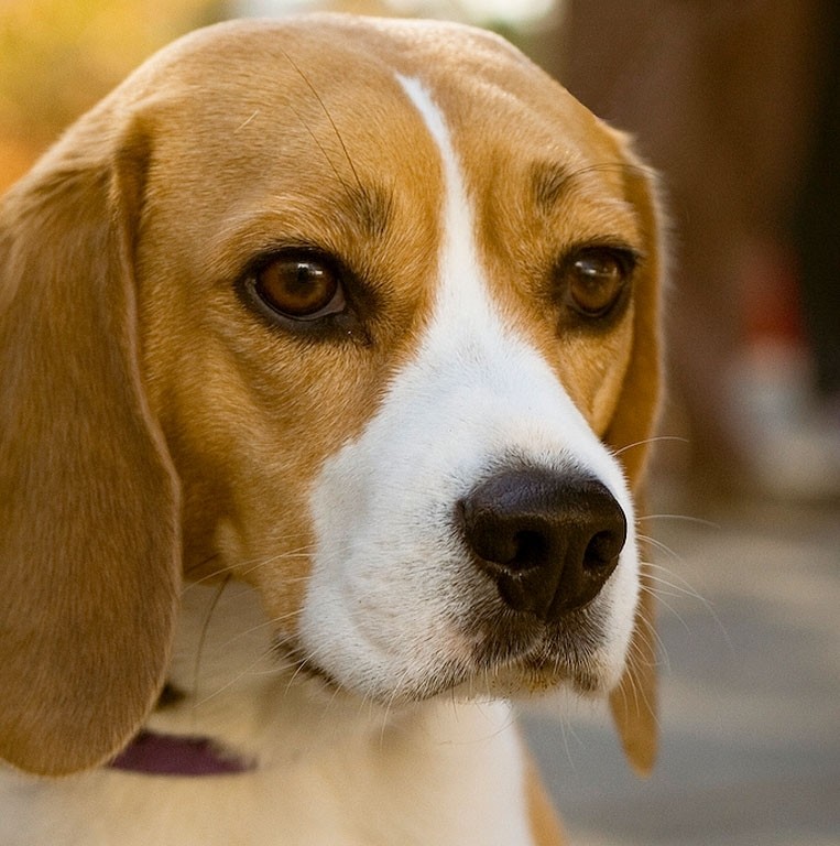 Beagle Dog Greeting Card