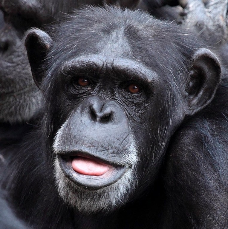 Chimpanzee Monkey Greeting Card