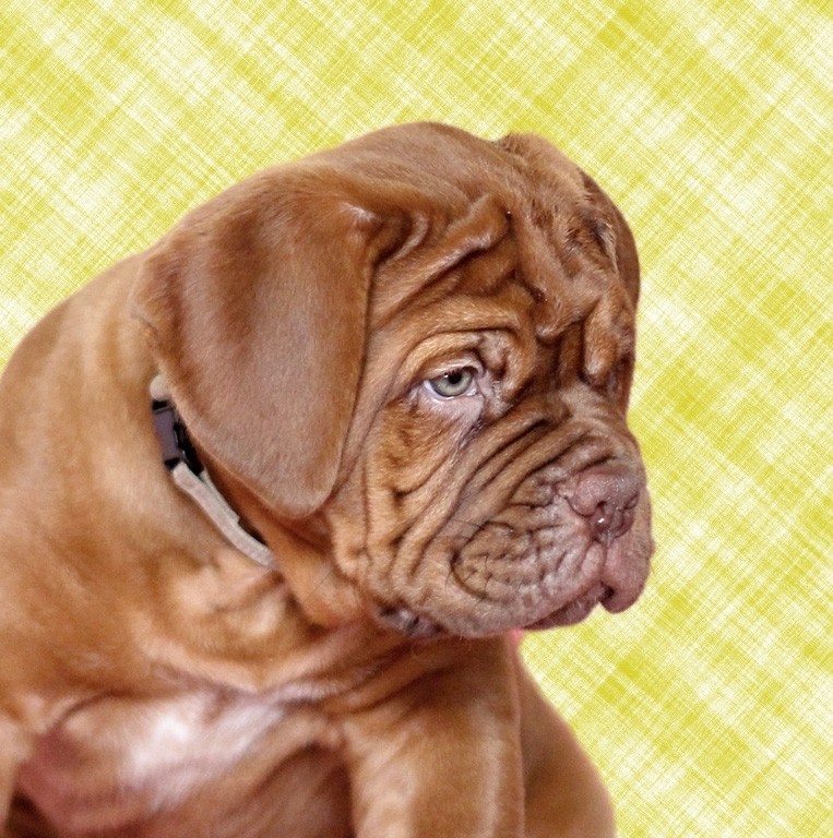 Dogue de Bordeaux Dog Greeting Card