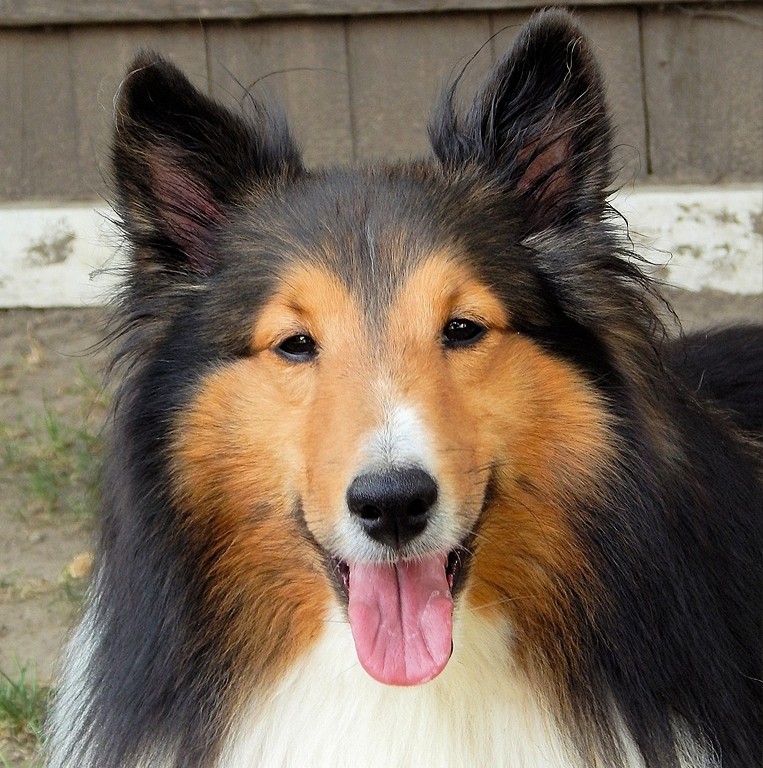 Rough Collie Dog Greeting Card