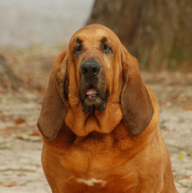 Bloodhound Dog Greeting Card