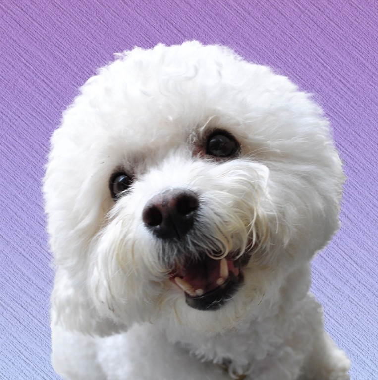 Bichon Frise Dog Greeting Card