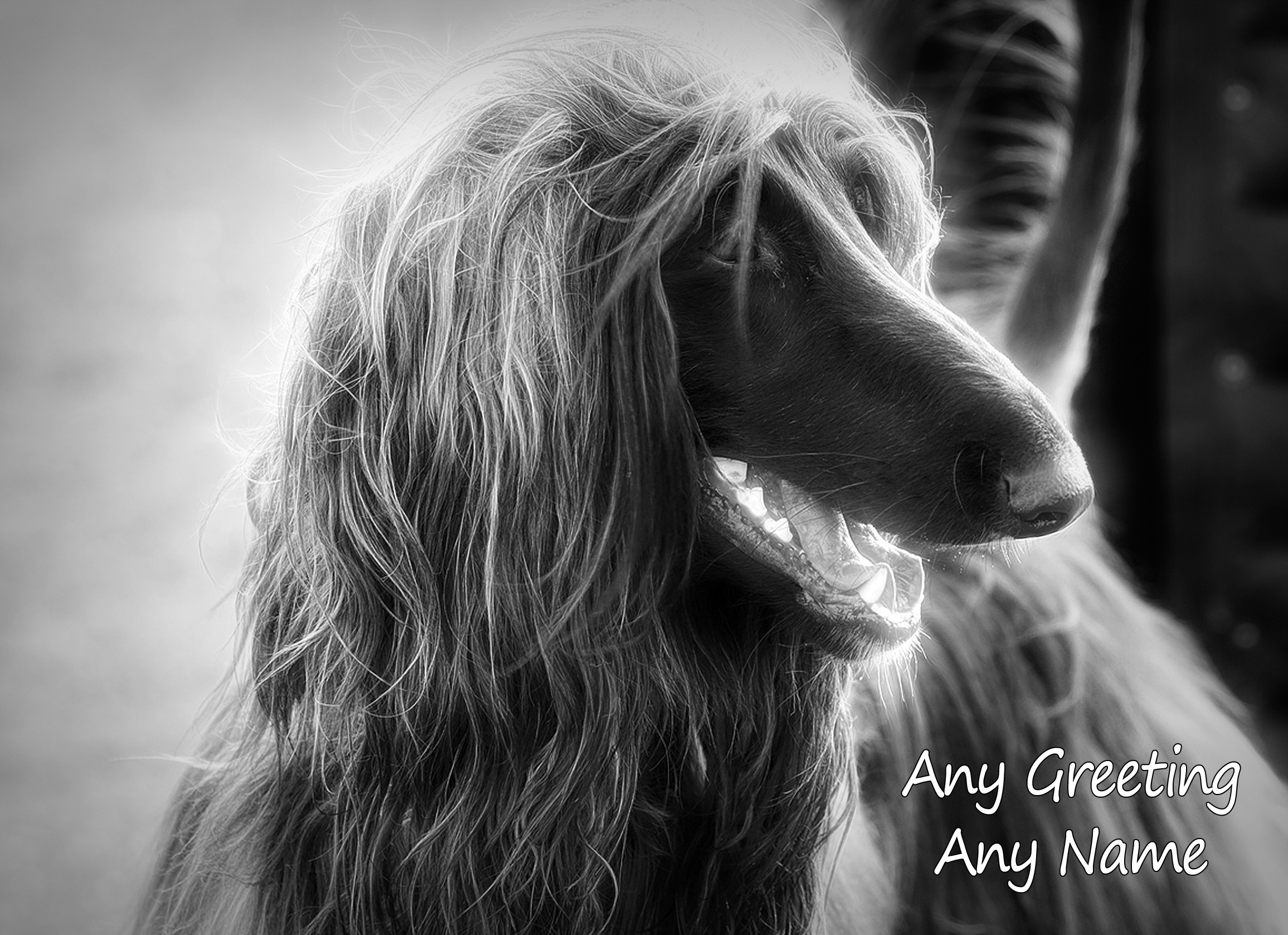 Personalised Afghan Hound Dog Black and White Art Greeting Card (Birthday, Christmas, Any Occasion)