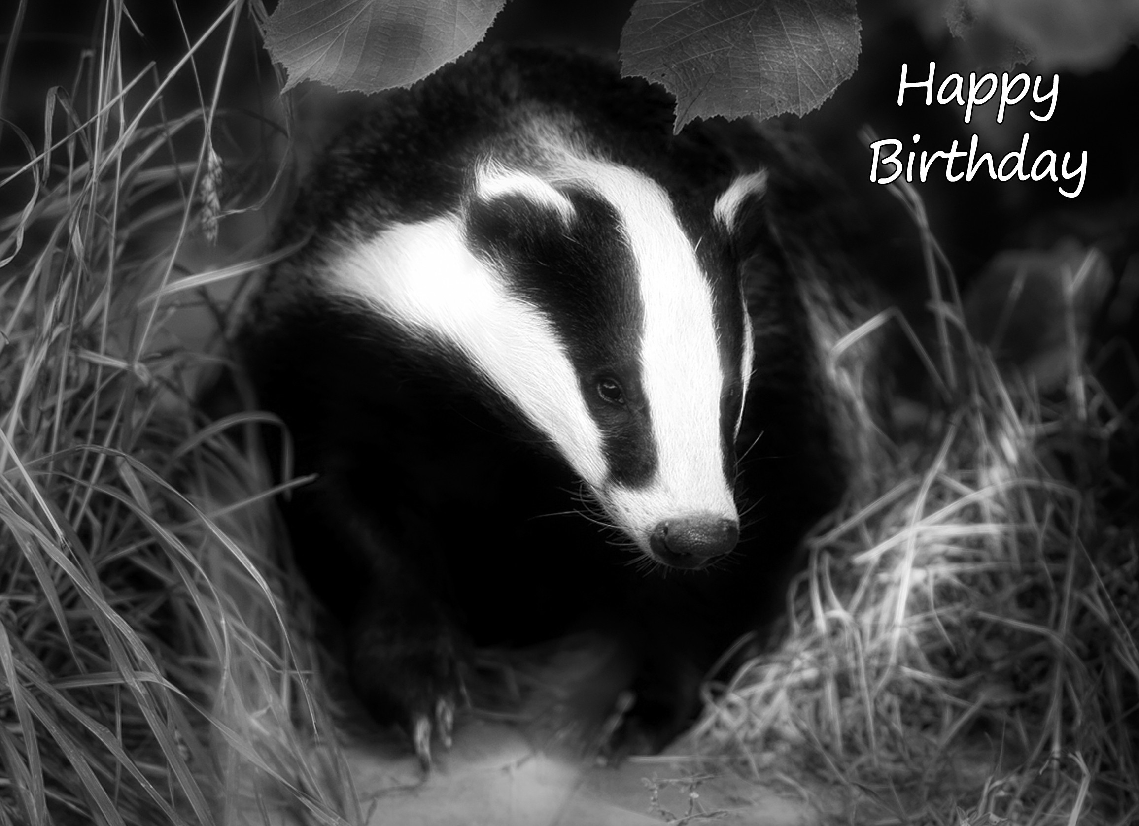 Badger Black and White Art Birthday Card