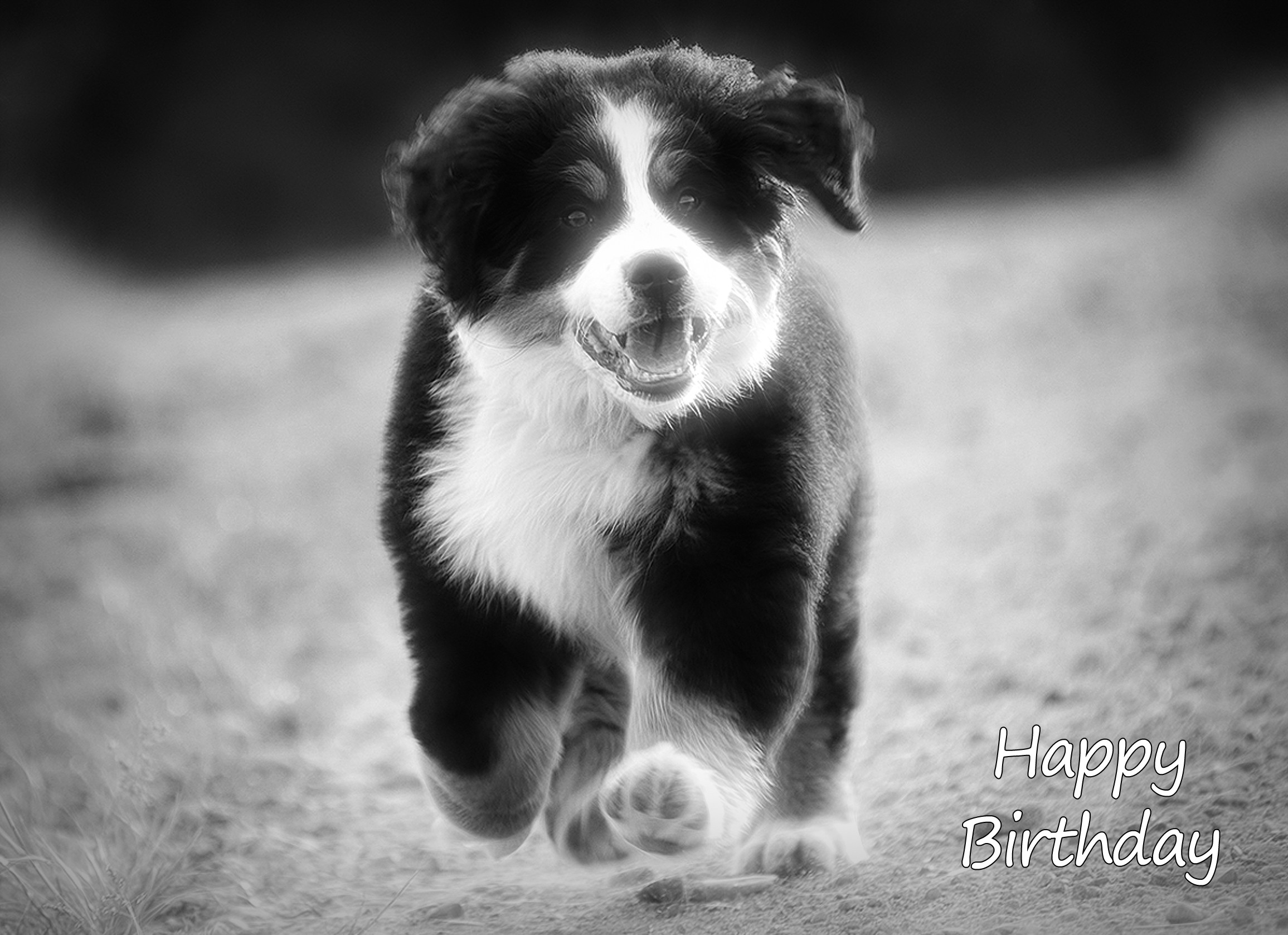 Bernese Mountain Dog Black and White Art Birthday Card
