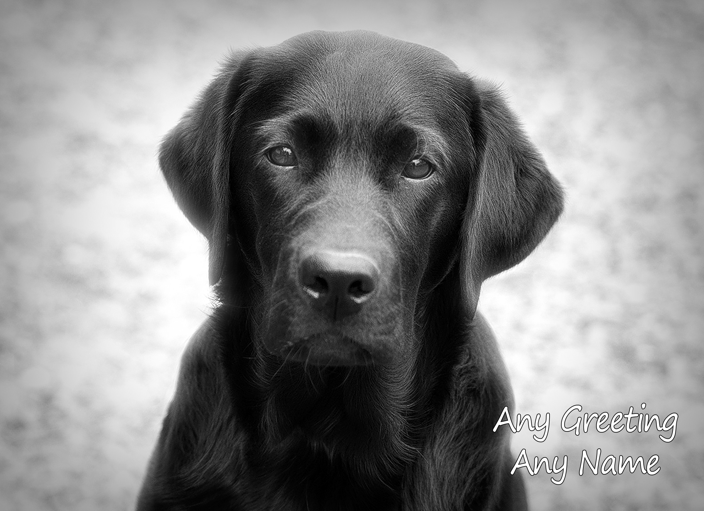 Personalised Black Labrador Black and White Greeting Card (Birthday, Christmas, Any Occasion)