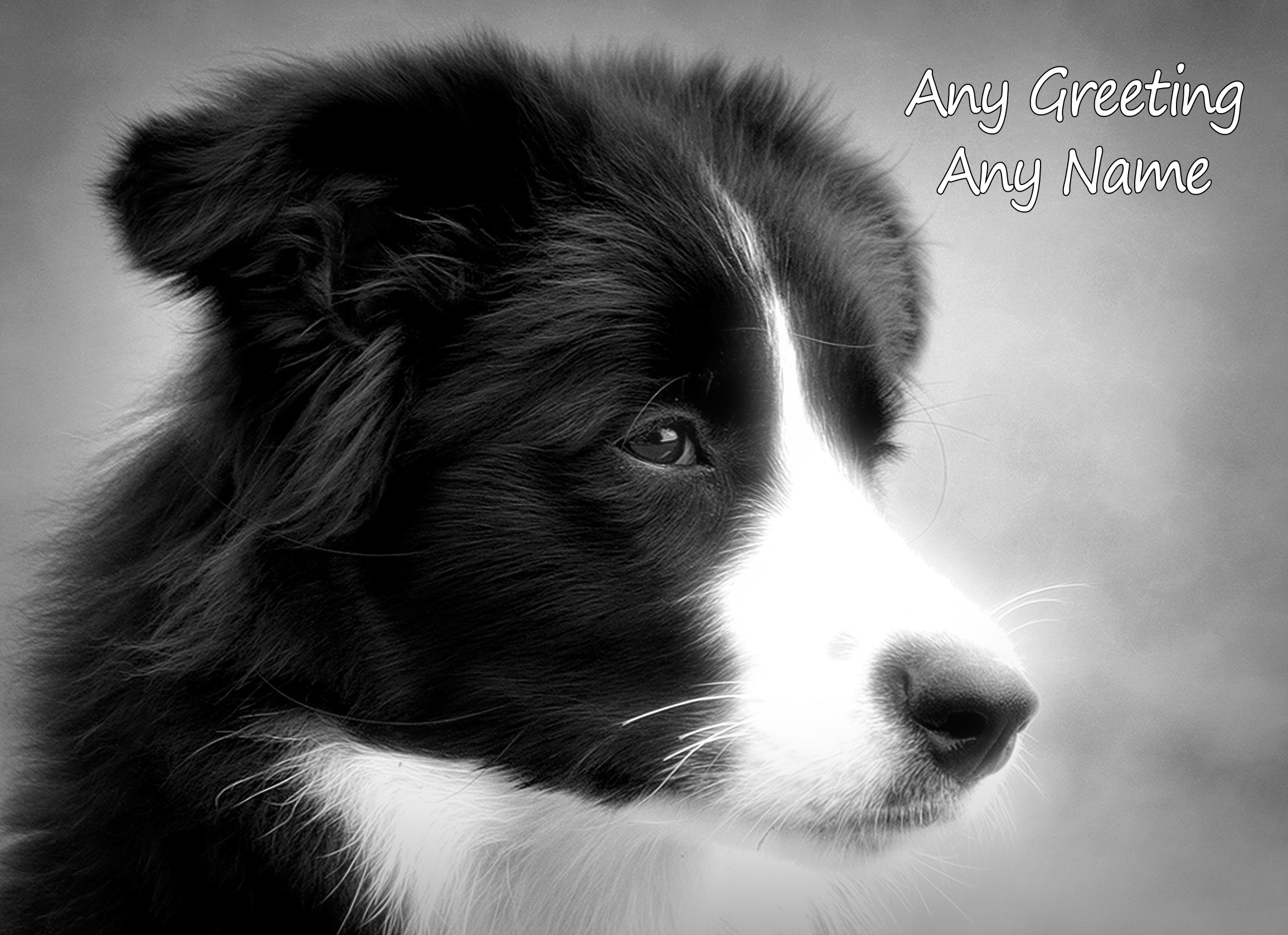 Personalised Border Collie Black and White Greeting Card (Birthday, Christmas, Any Occasion)