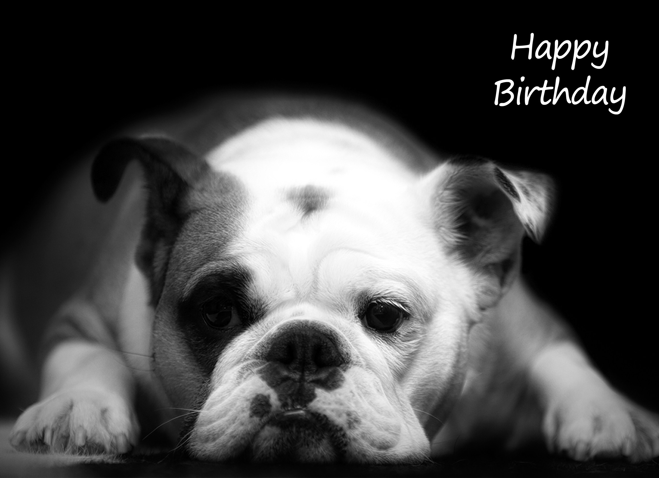 Bulldog Black and White Birthday Card (White)