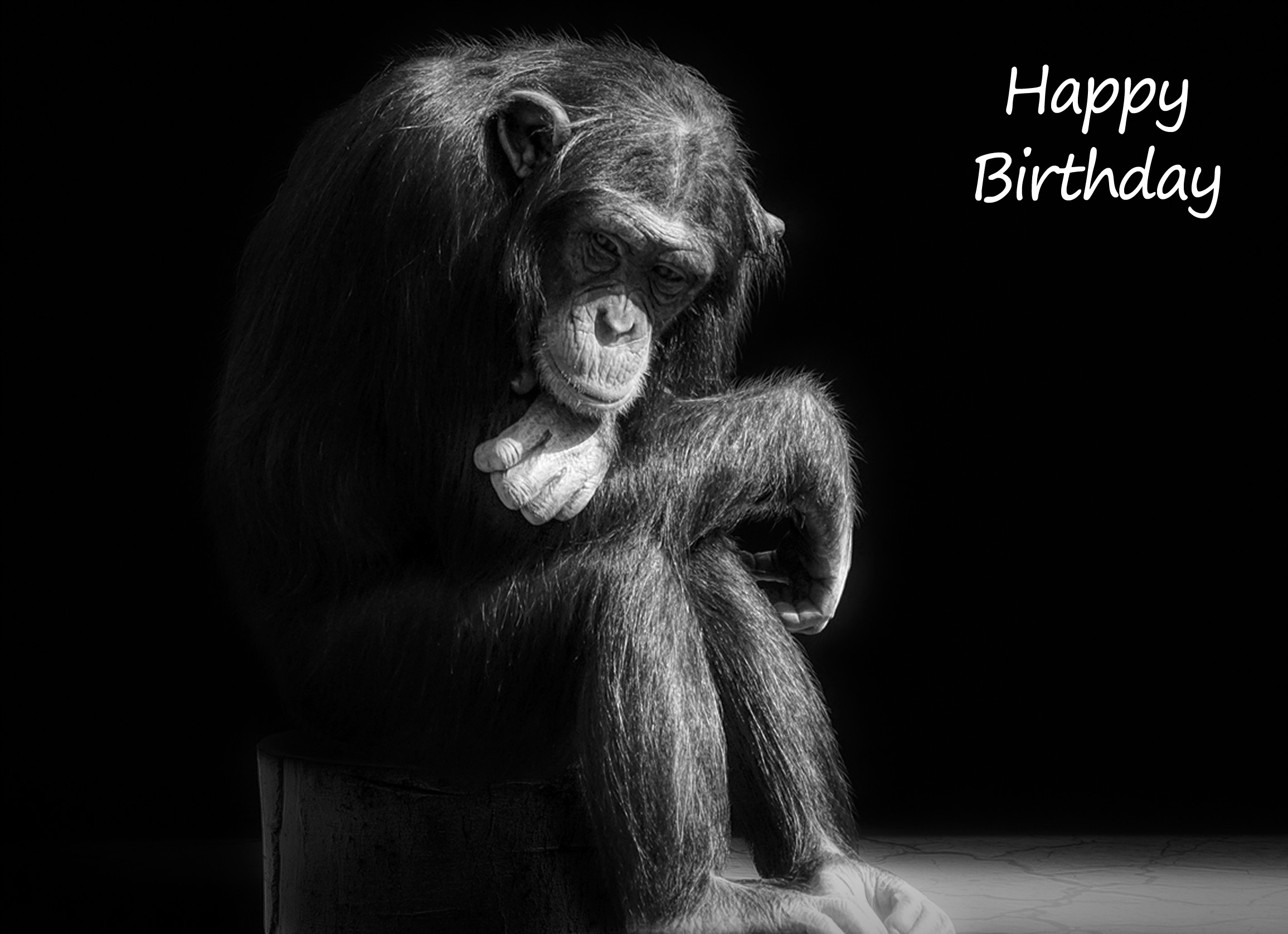 Chimpanzee Black and White Birthday Card
