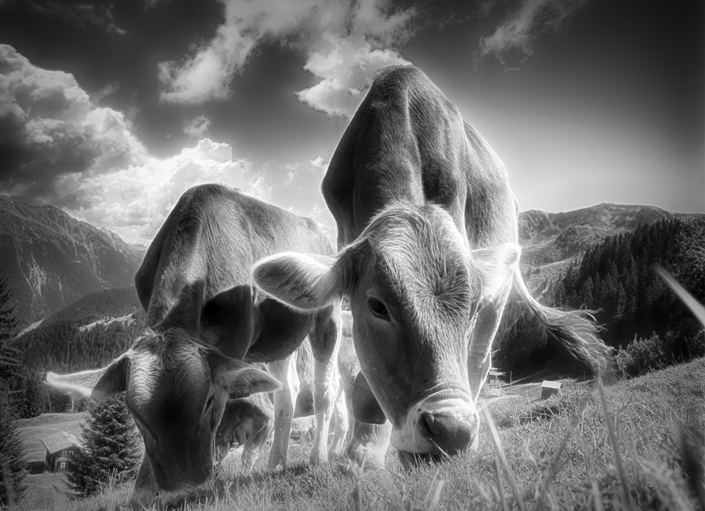 Cow Black and White Blank Greeting Card