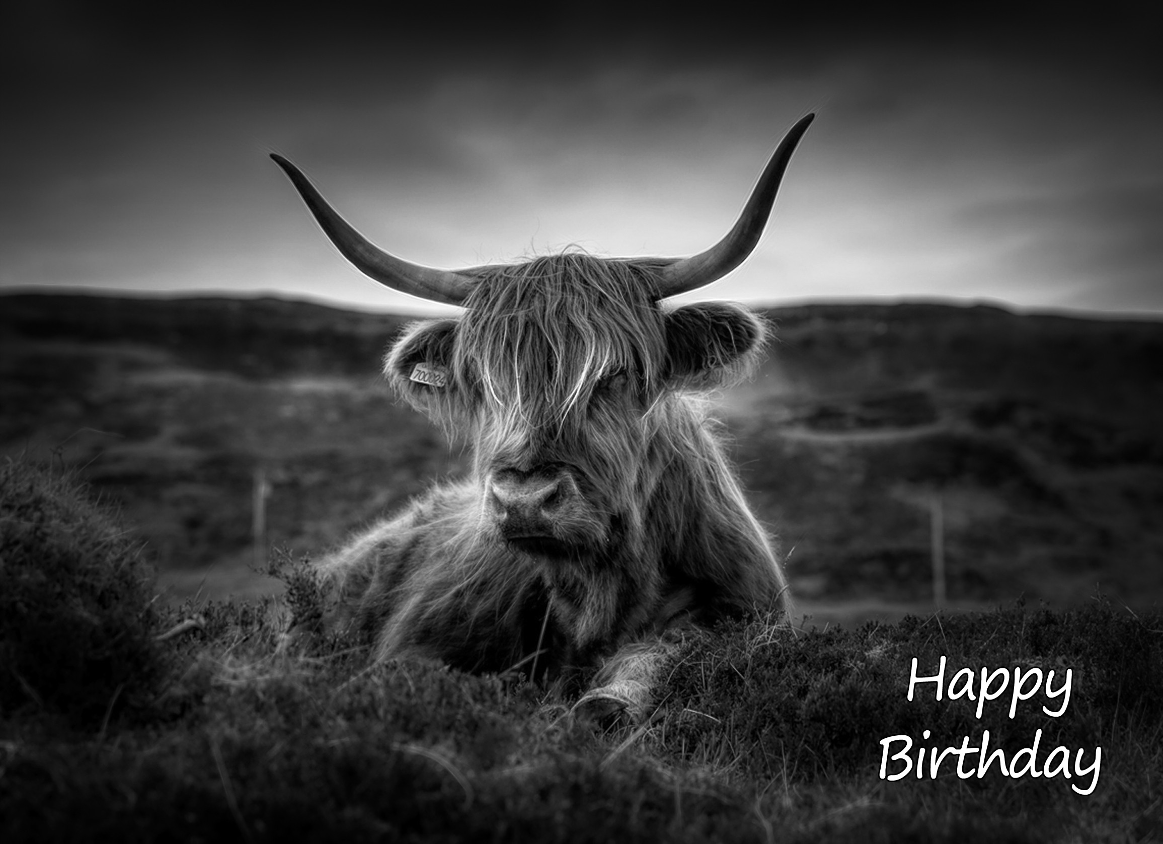 Cow Black and White Art Birthday Card