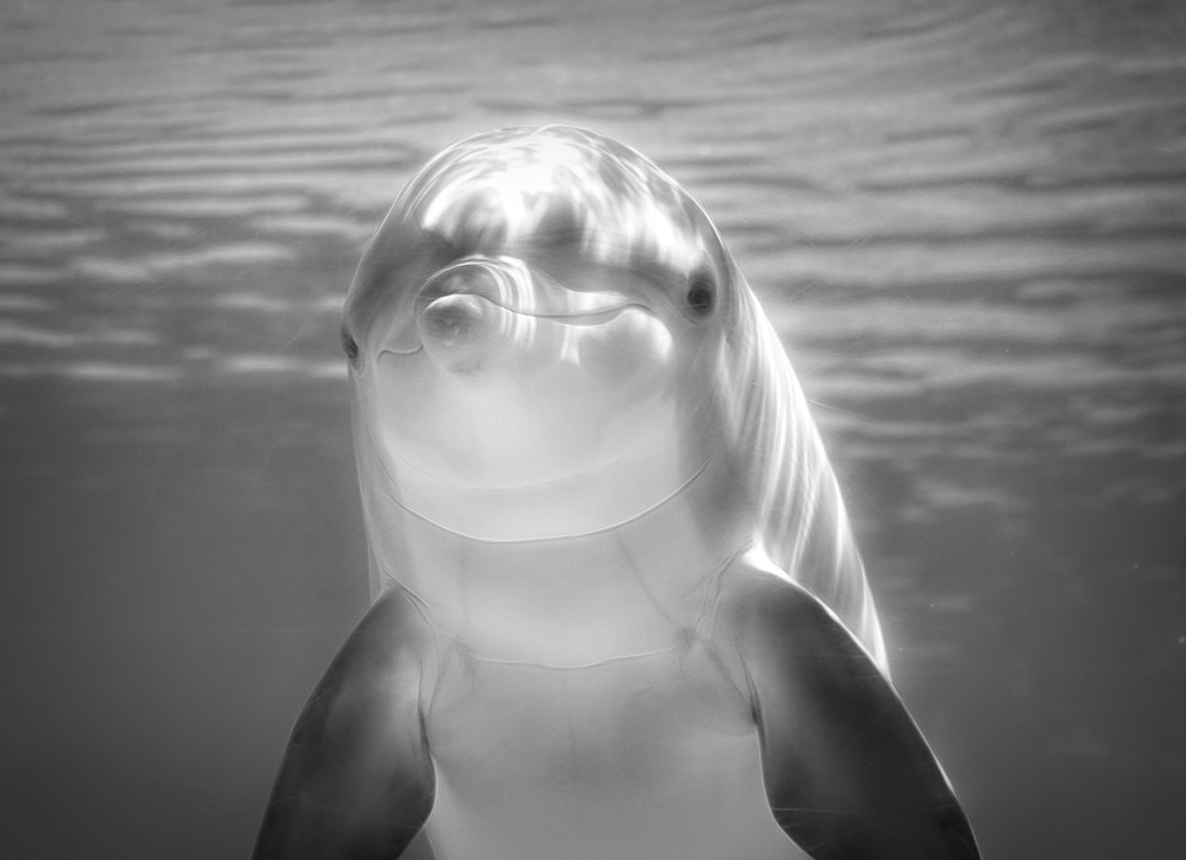 Dolphin Black and White Art Blank Greeting Card