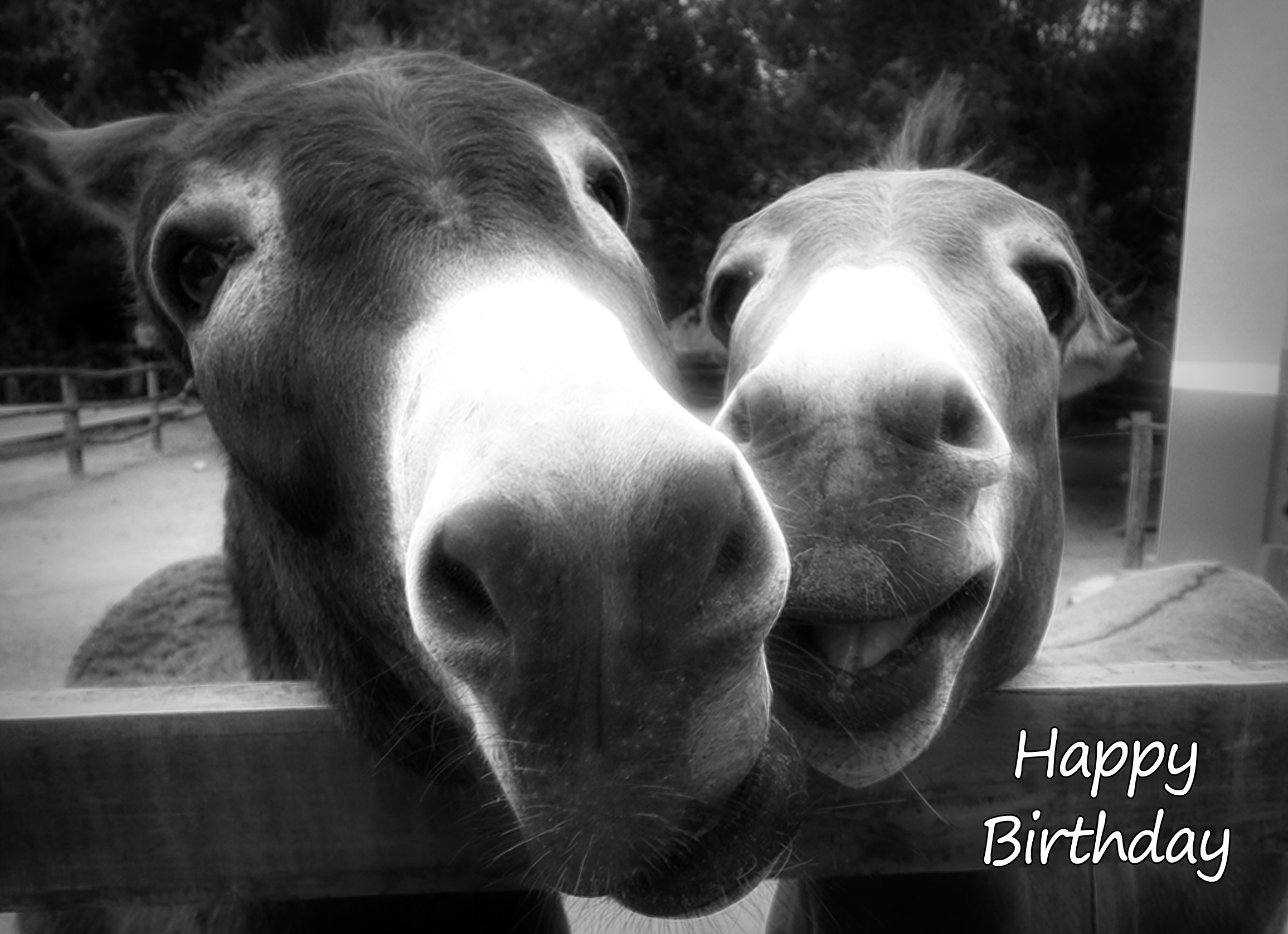 Donkey Black and White Art Birthday Card