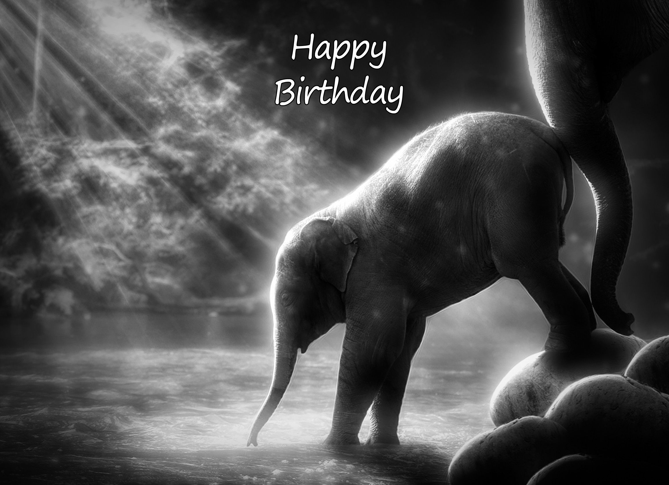 Elephant Black and White Birthday Card