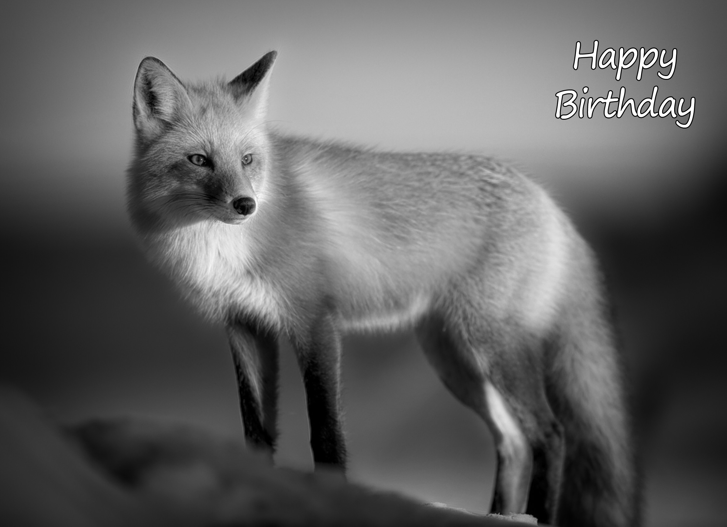 Fox Black and White Birthday Card