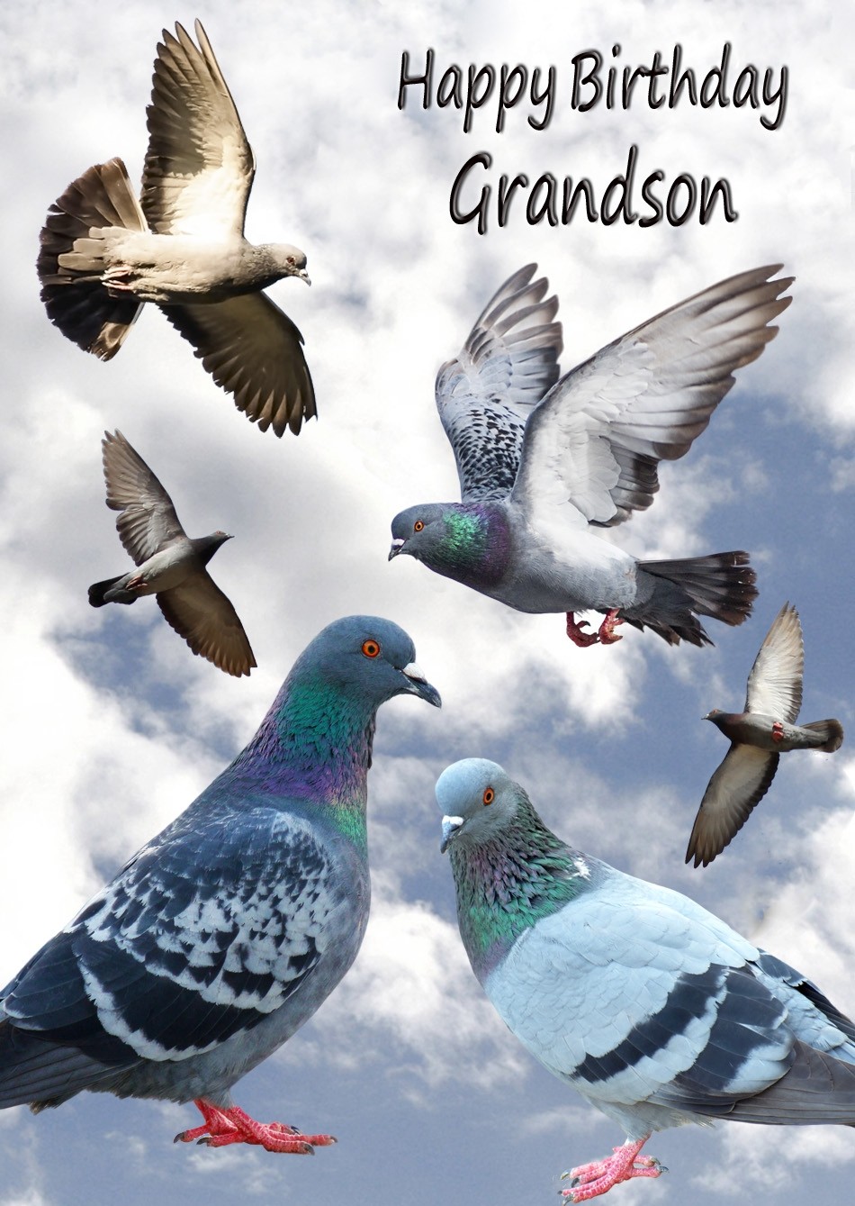 Racing Homing Pigeon Grandson Birthday Card