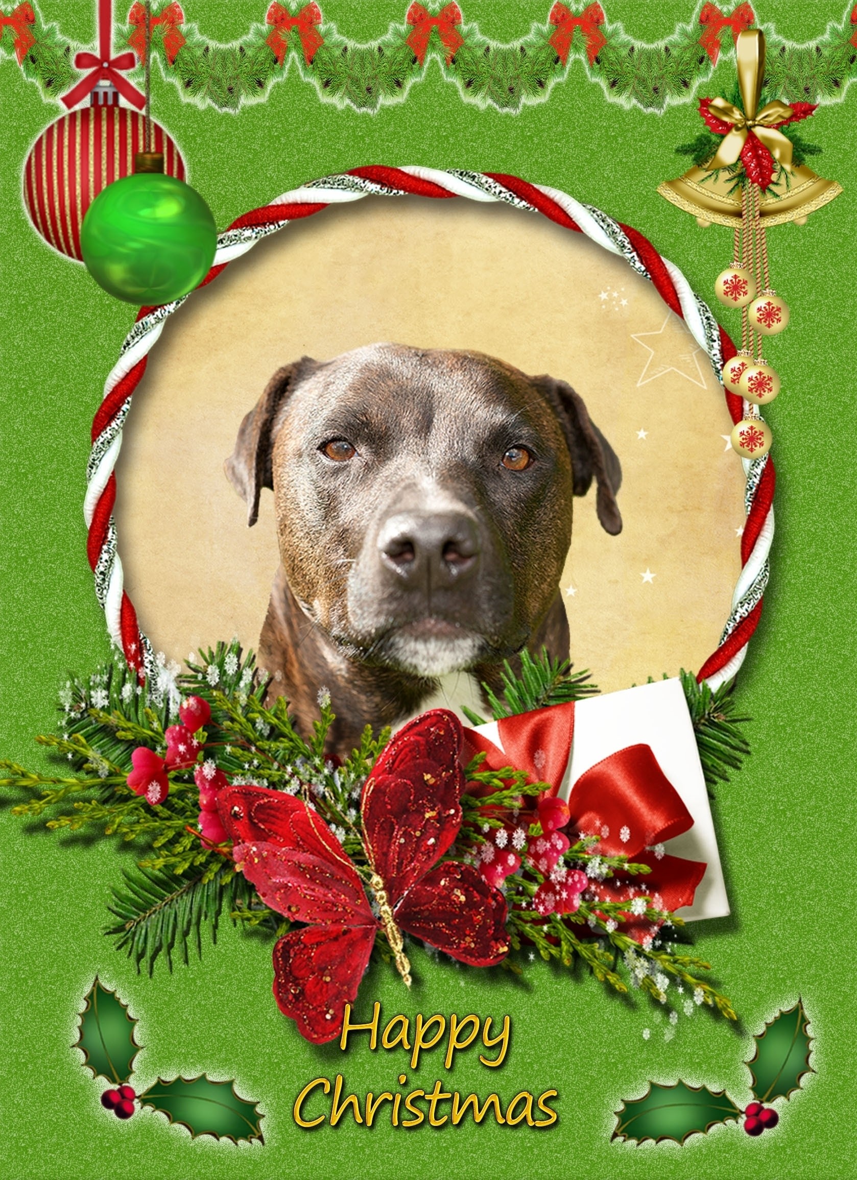 Staffordshire Bull Terrier christmas card