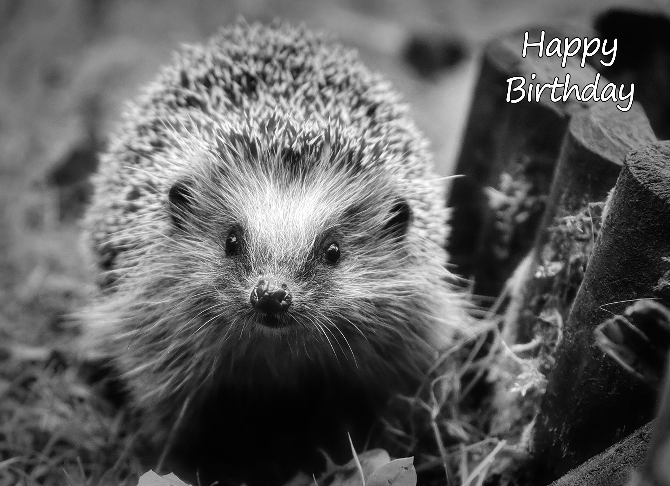 Hedgehog Black and White Art Birthday Card